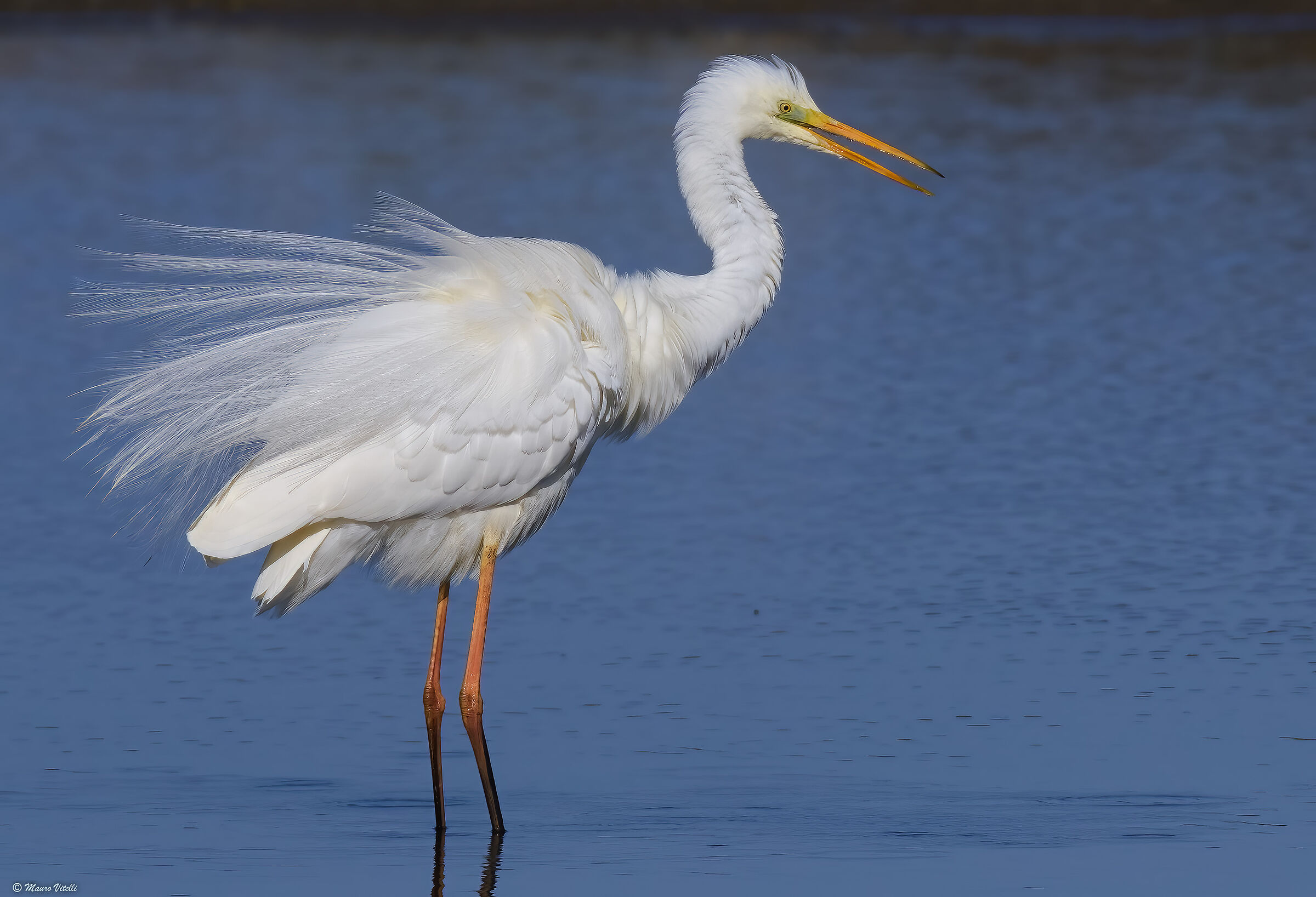 Great white heron (Casmerodius albus)