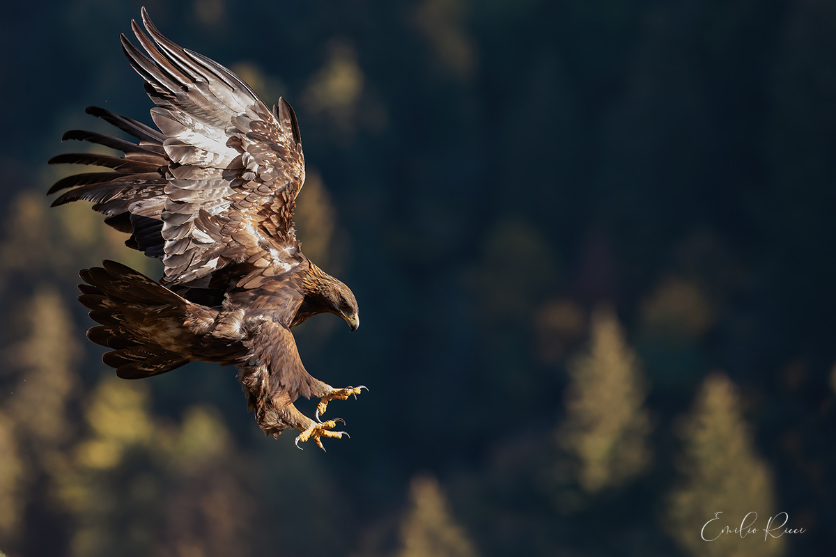 golden eagle -Italian Alps-
