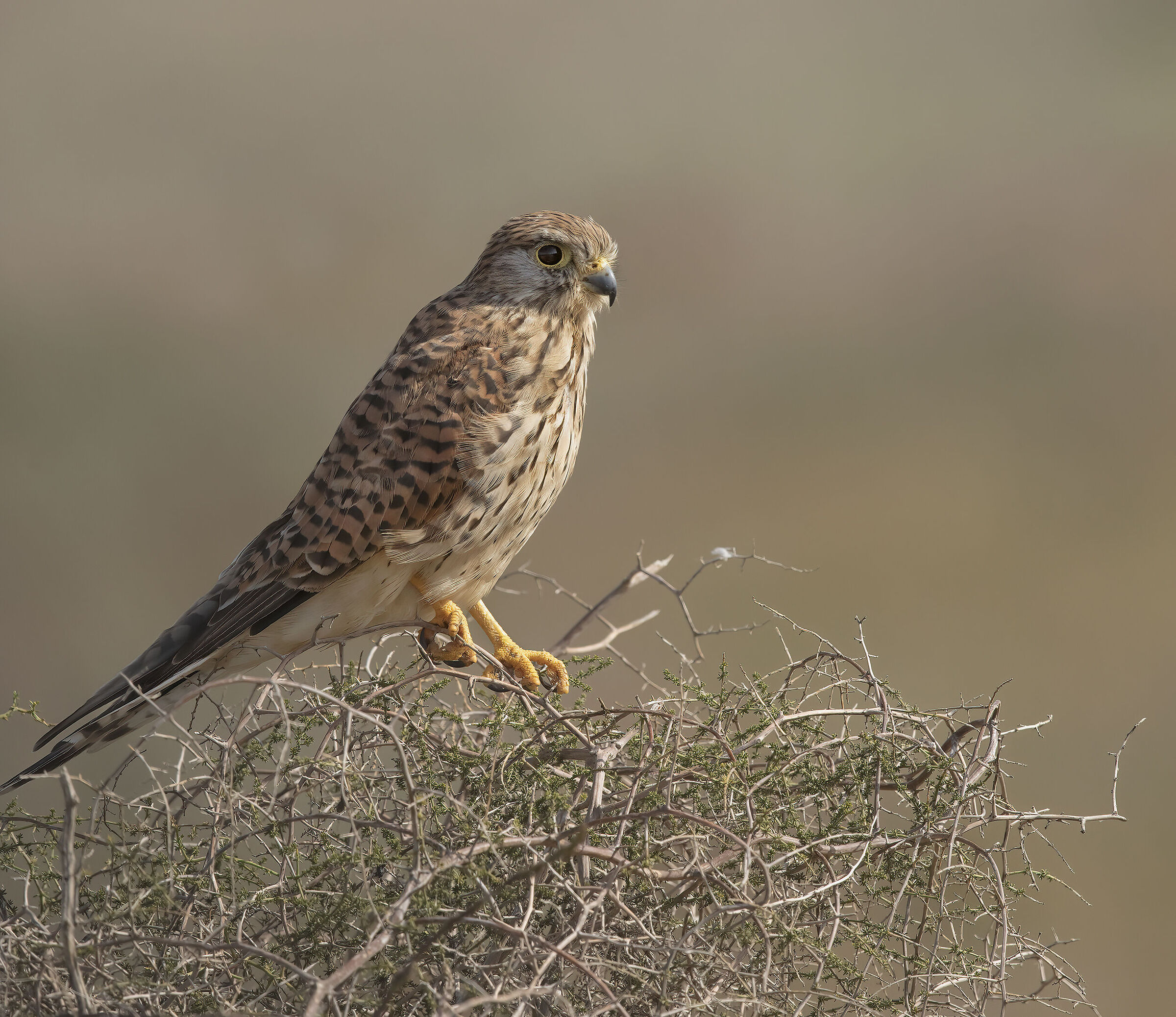 kestrel