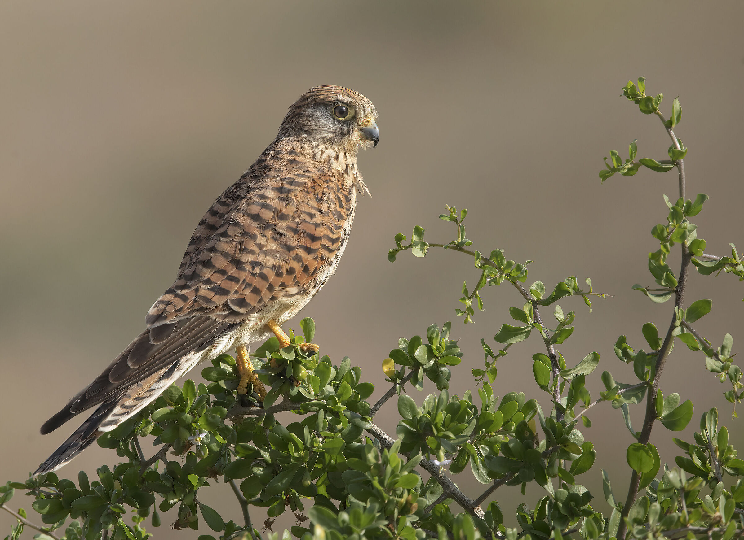 kestrel
