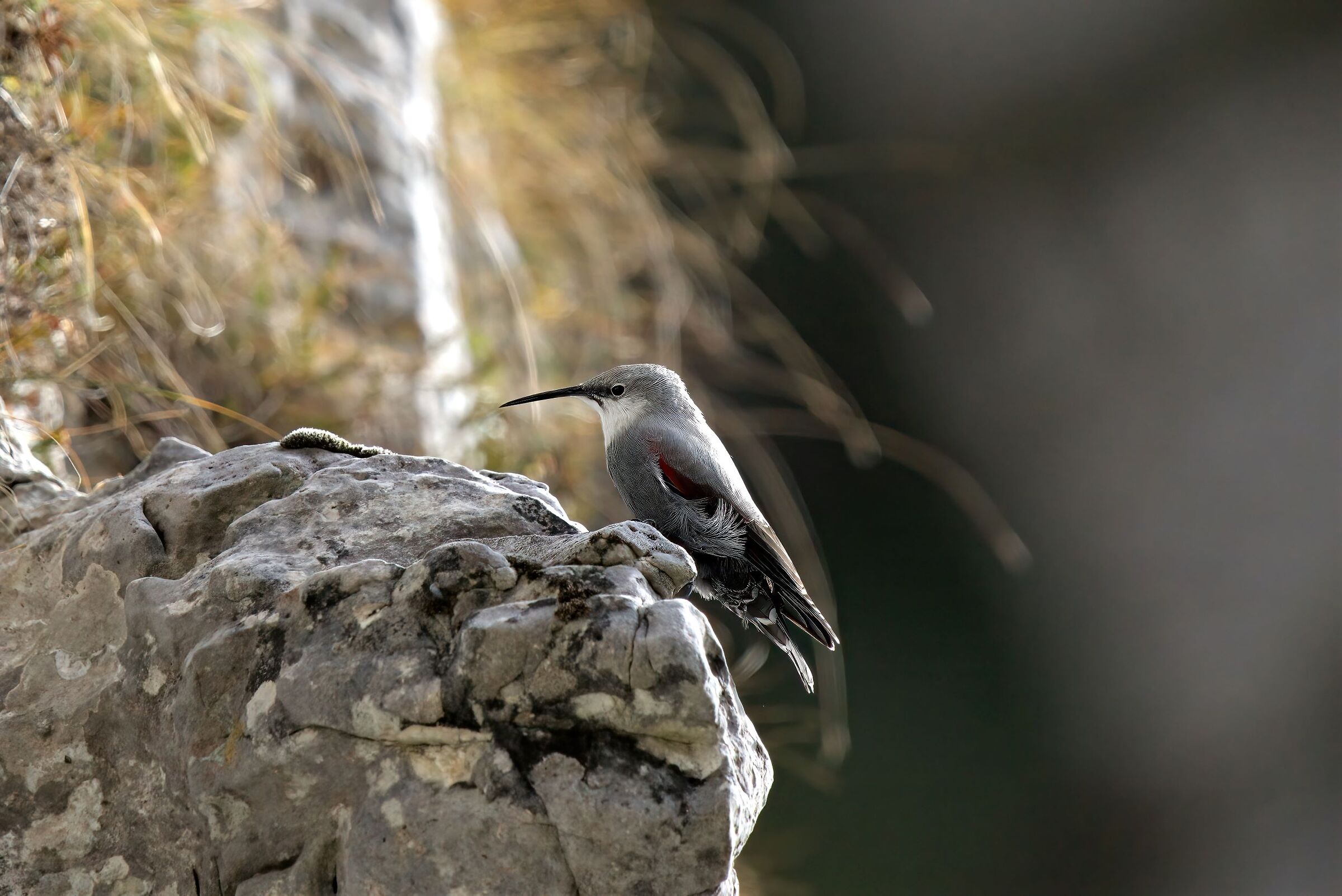 thoughts wallcreeper