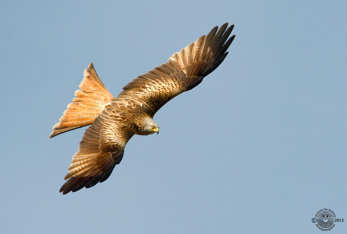Fuoriserie metallic-colored kite