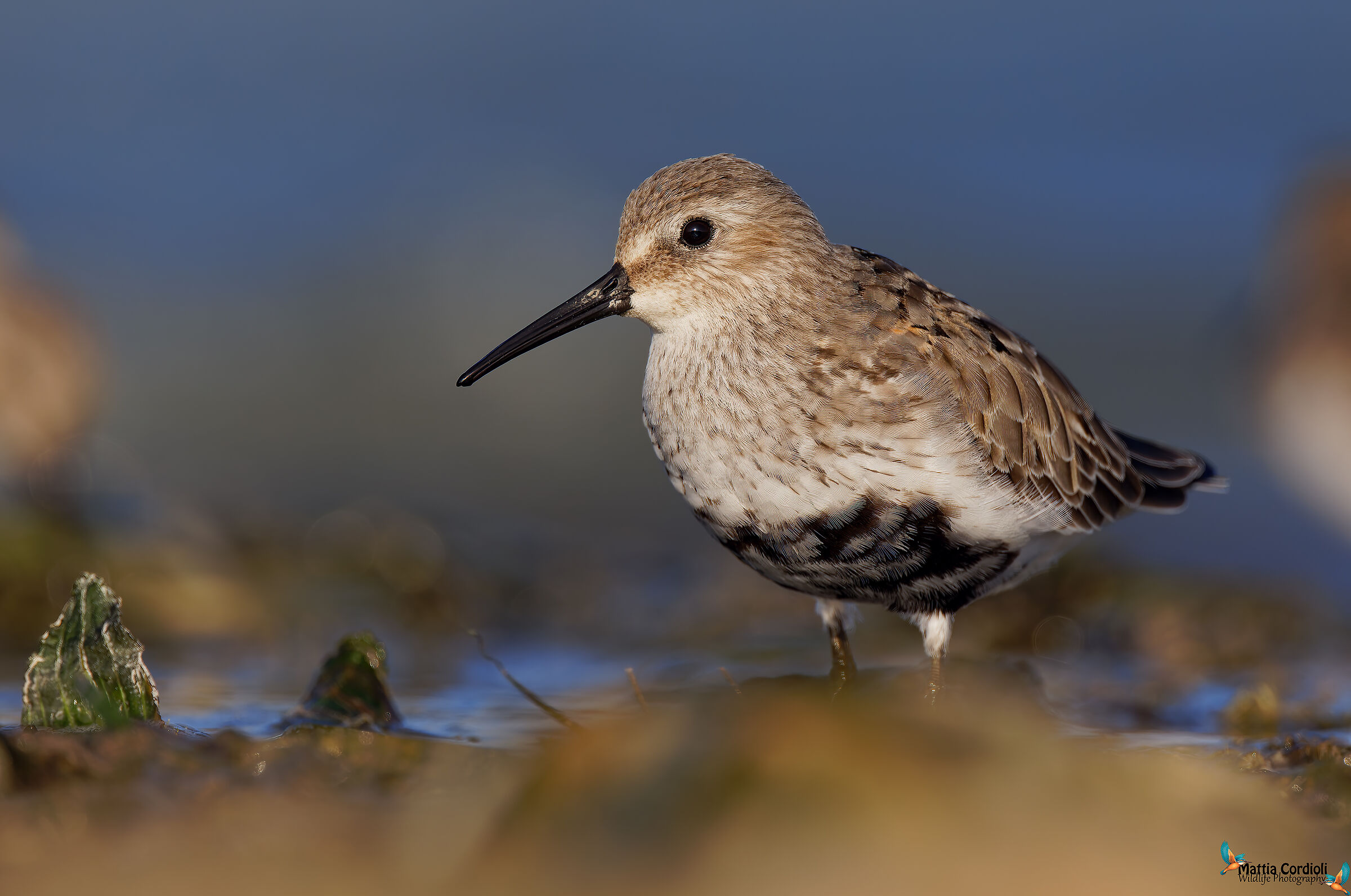 Dunlin