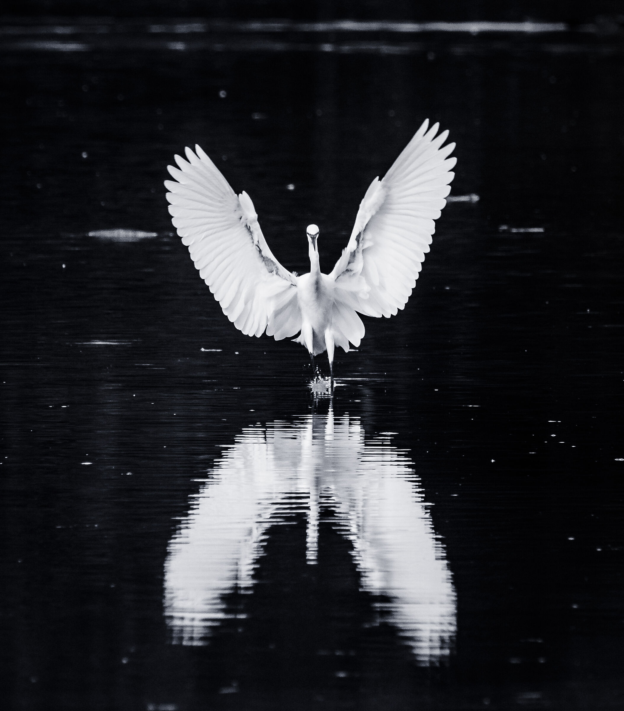 An Angel Fallen from Heaven