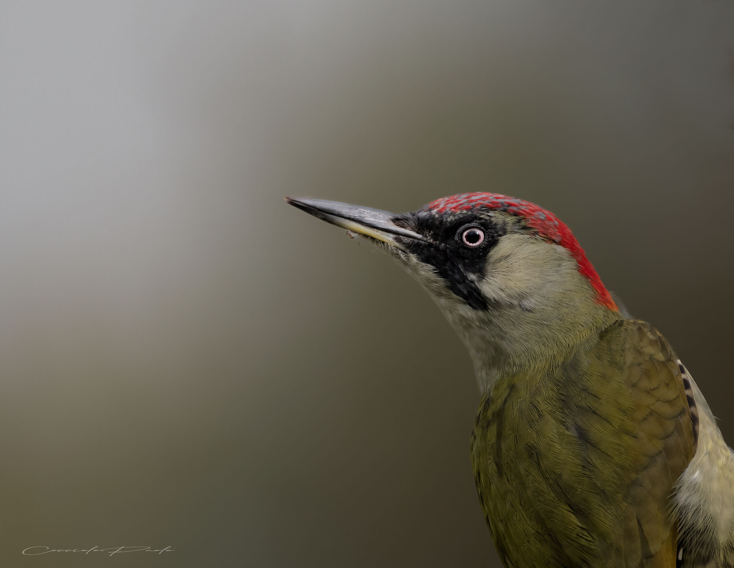 Female green woodpecker