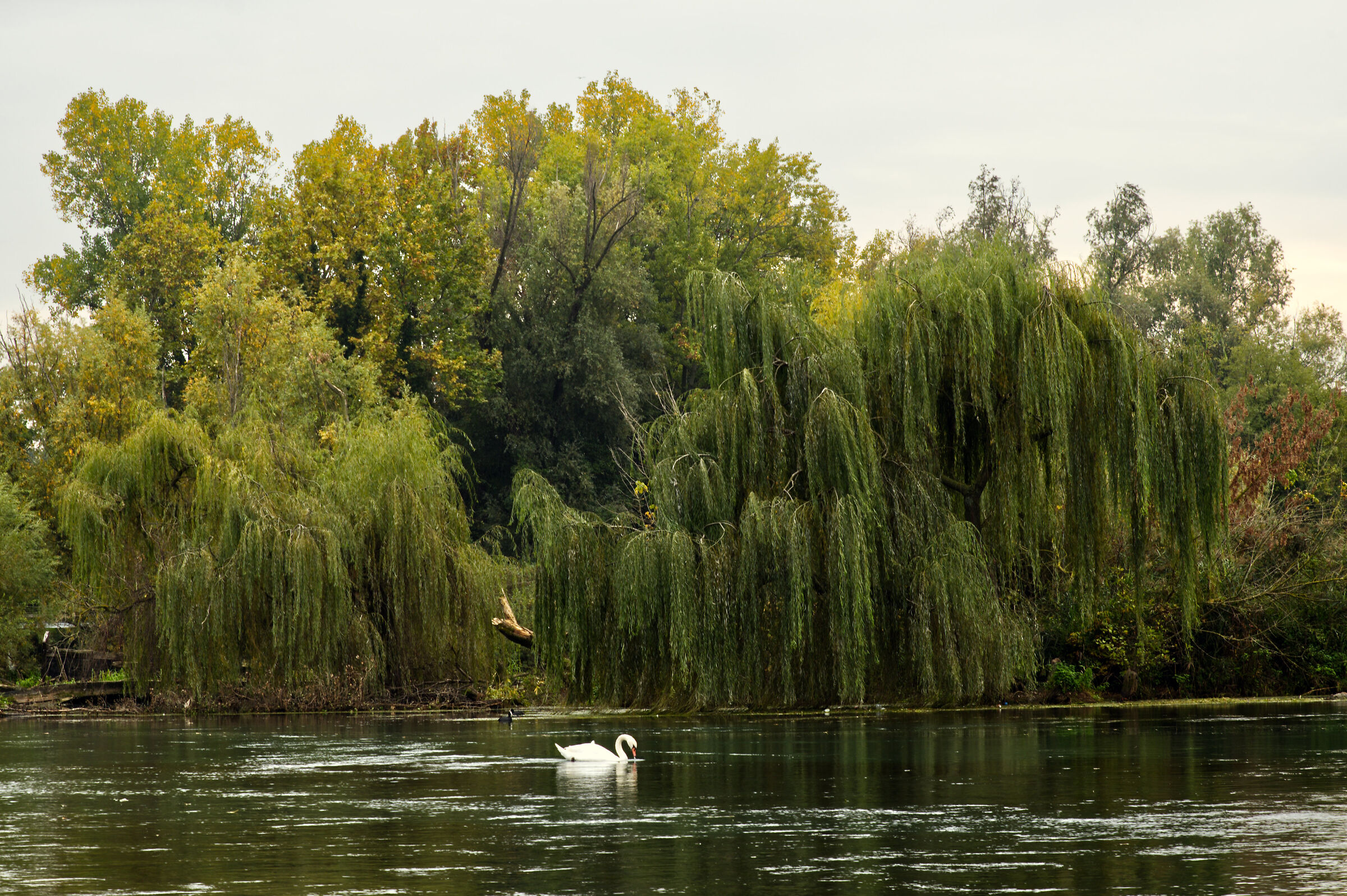Fiume Sile