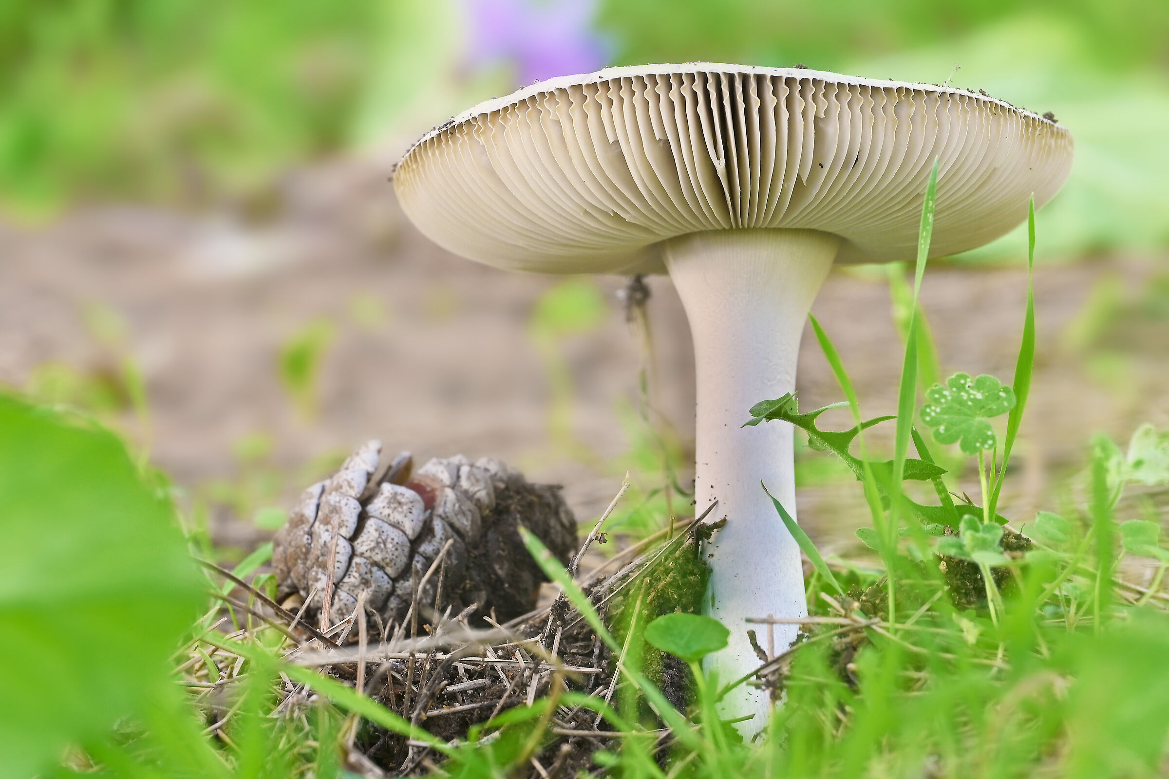 From the earth with vigor