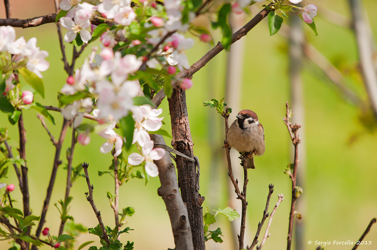Passera mattugia in armonia con la natura