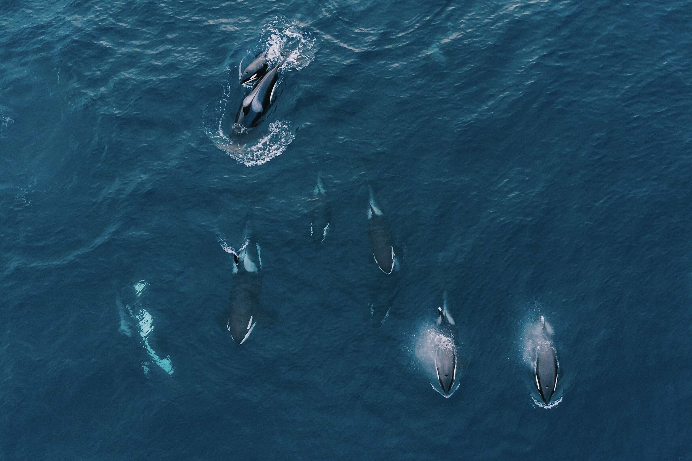ORCA POD