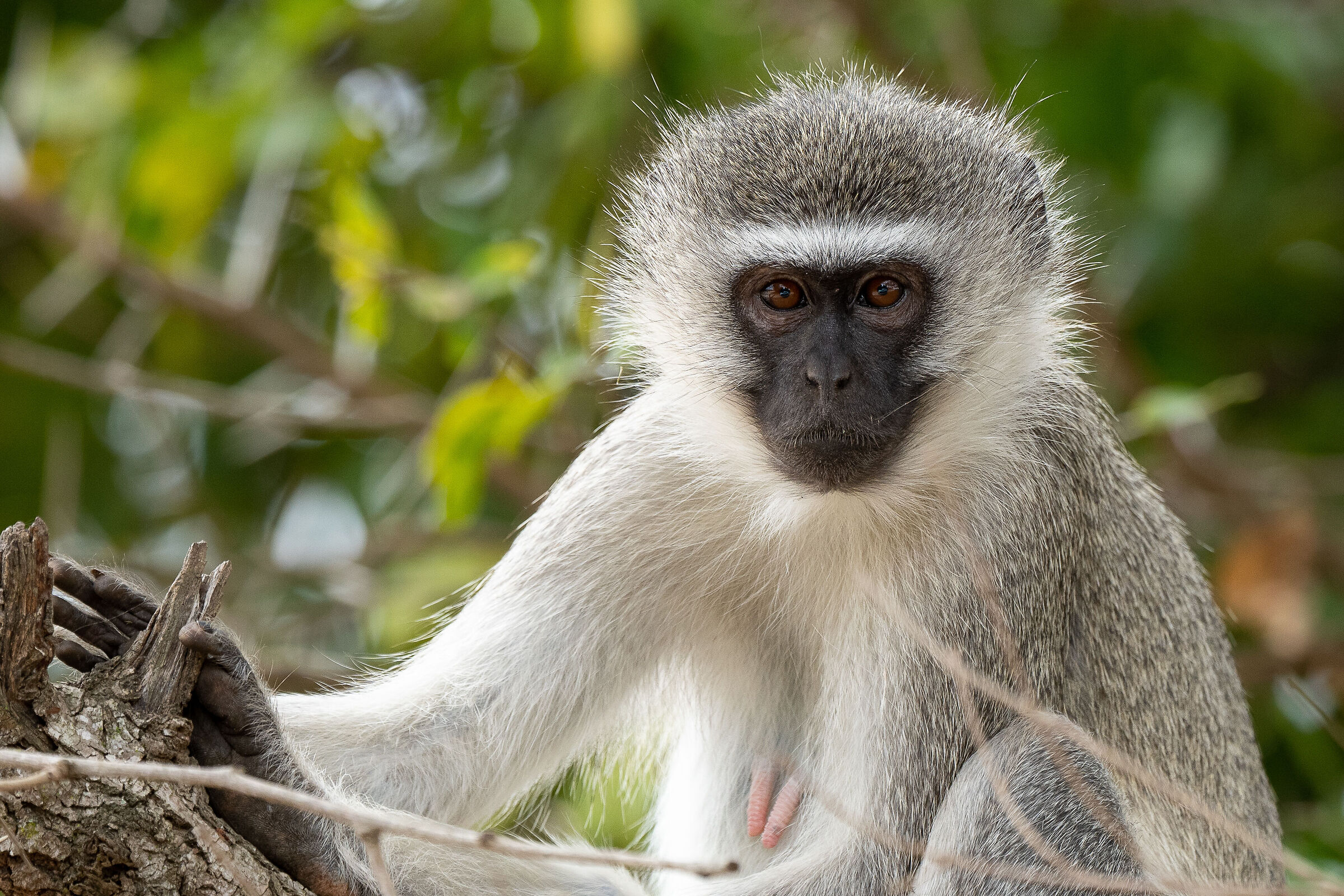 The monkey