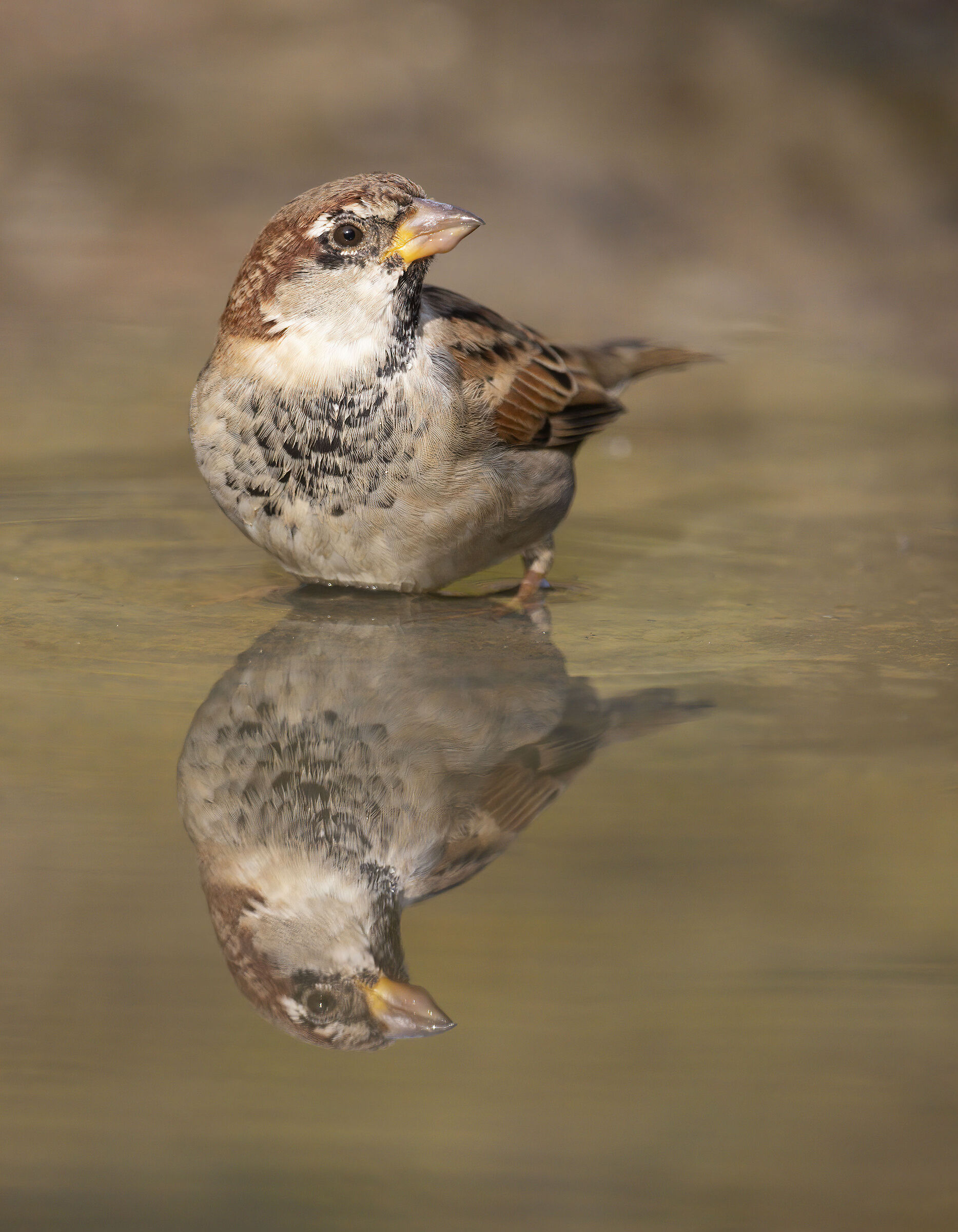Passera d'Italia, la semplicità della bellezza