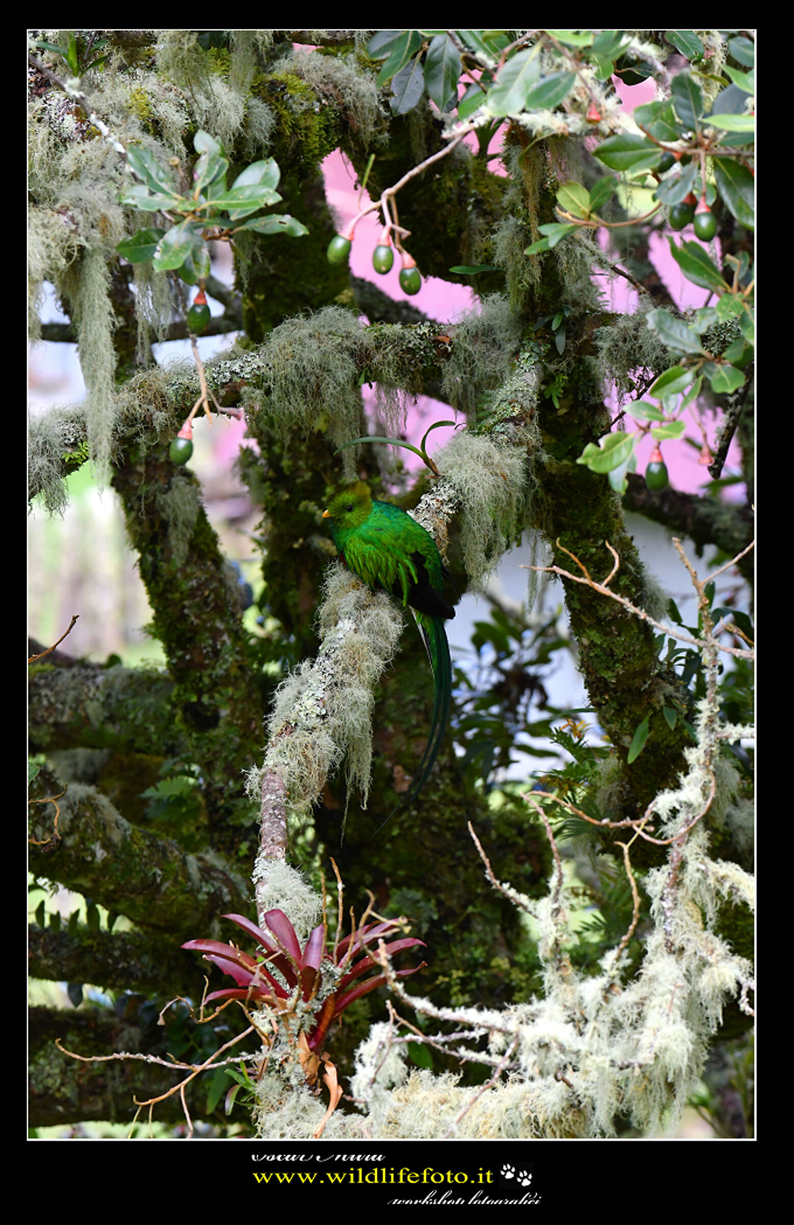 Quetzal splendente www.wildlifefoto.it