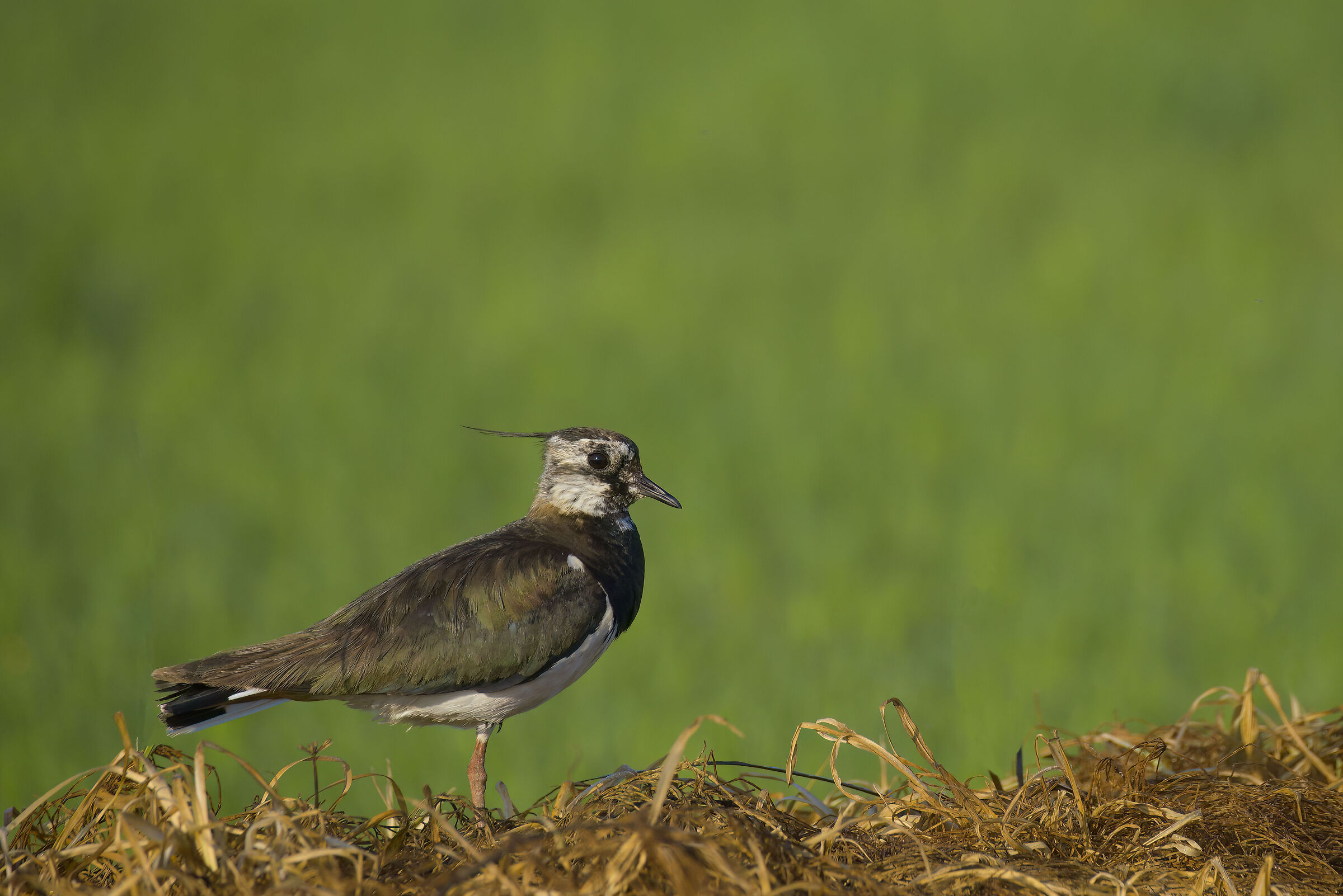 Lapwing