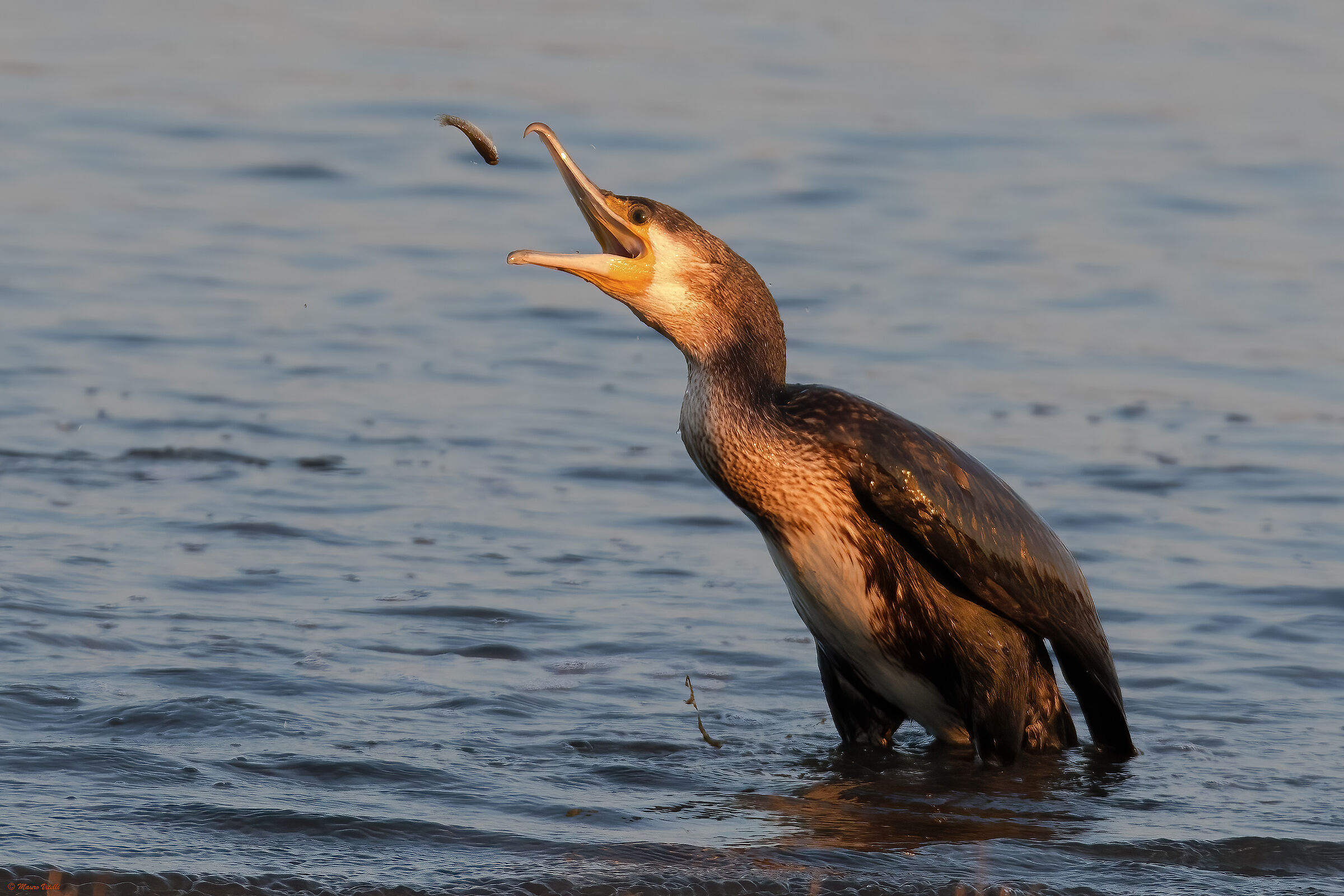 Cormorant (Phalacrocorax carbo)