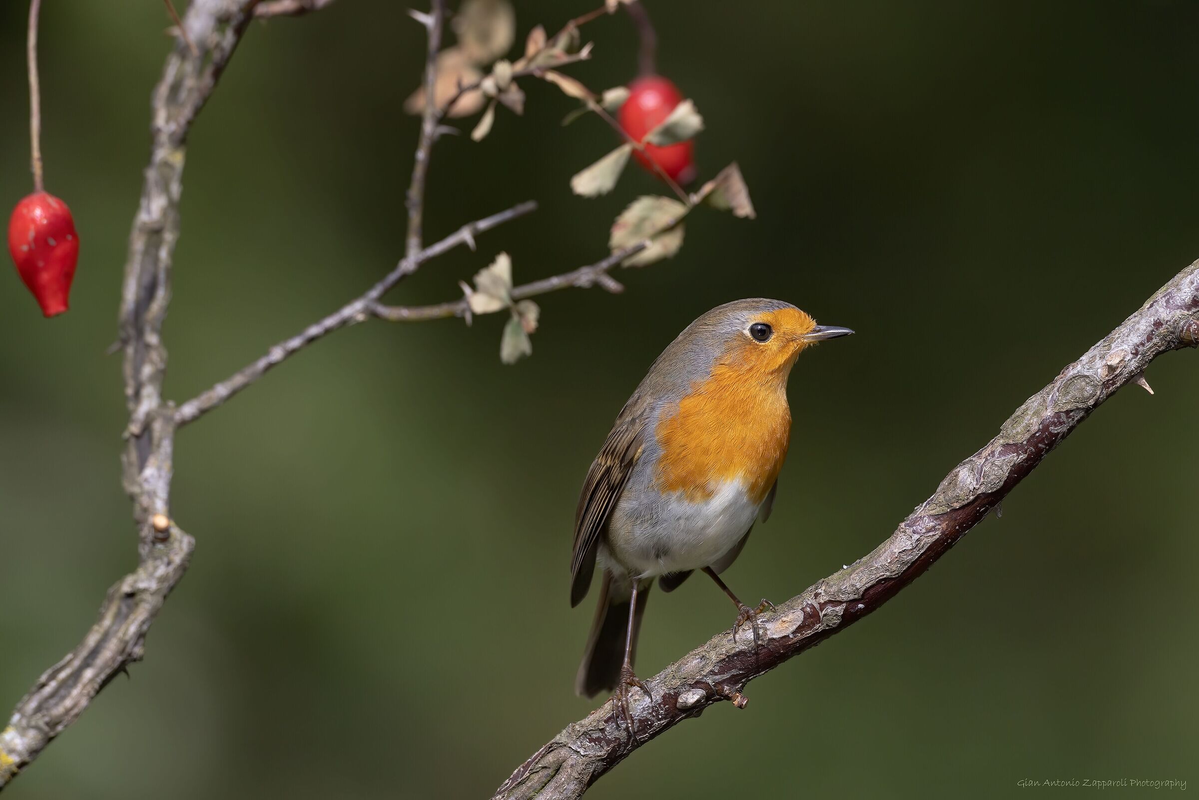 Pettirosso ambientato - Ottobre 2022