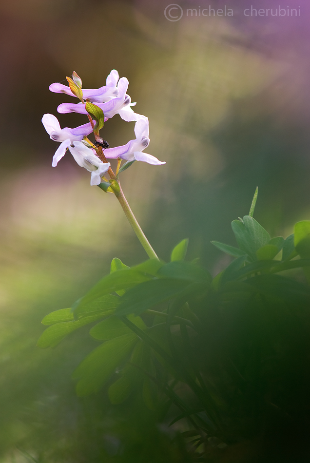 corydalis