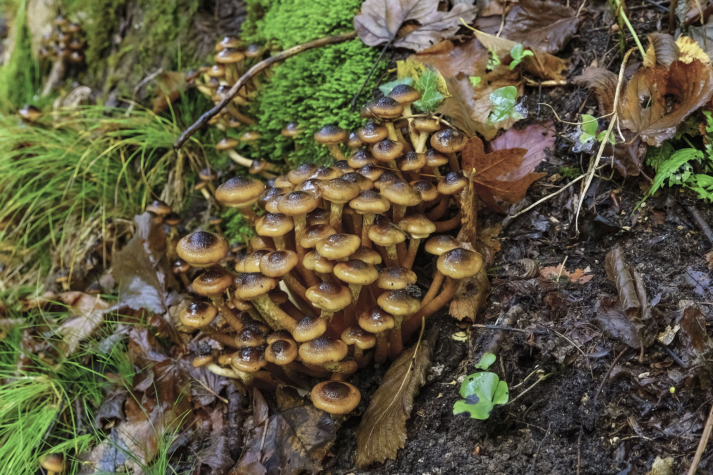 Autunno , tempo di chiodini