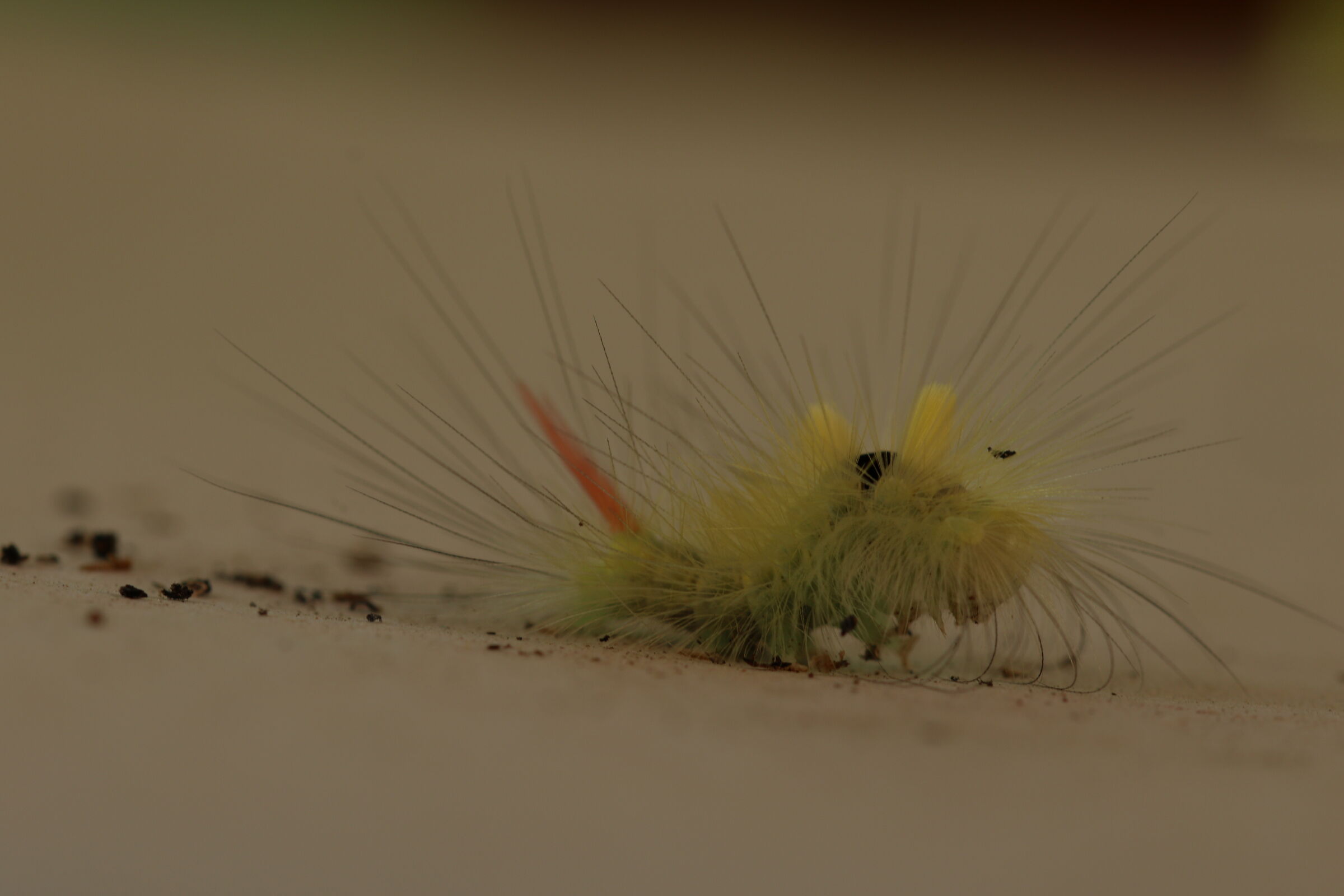 I have no idea what you are.