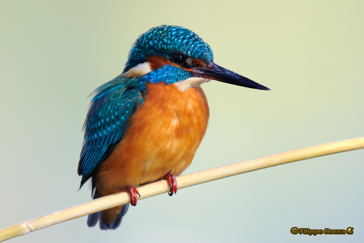 Kingfisher