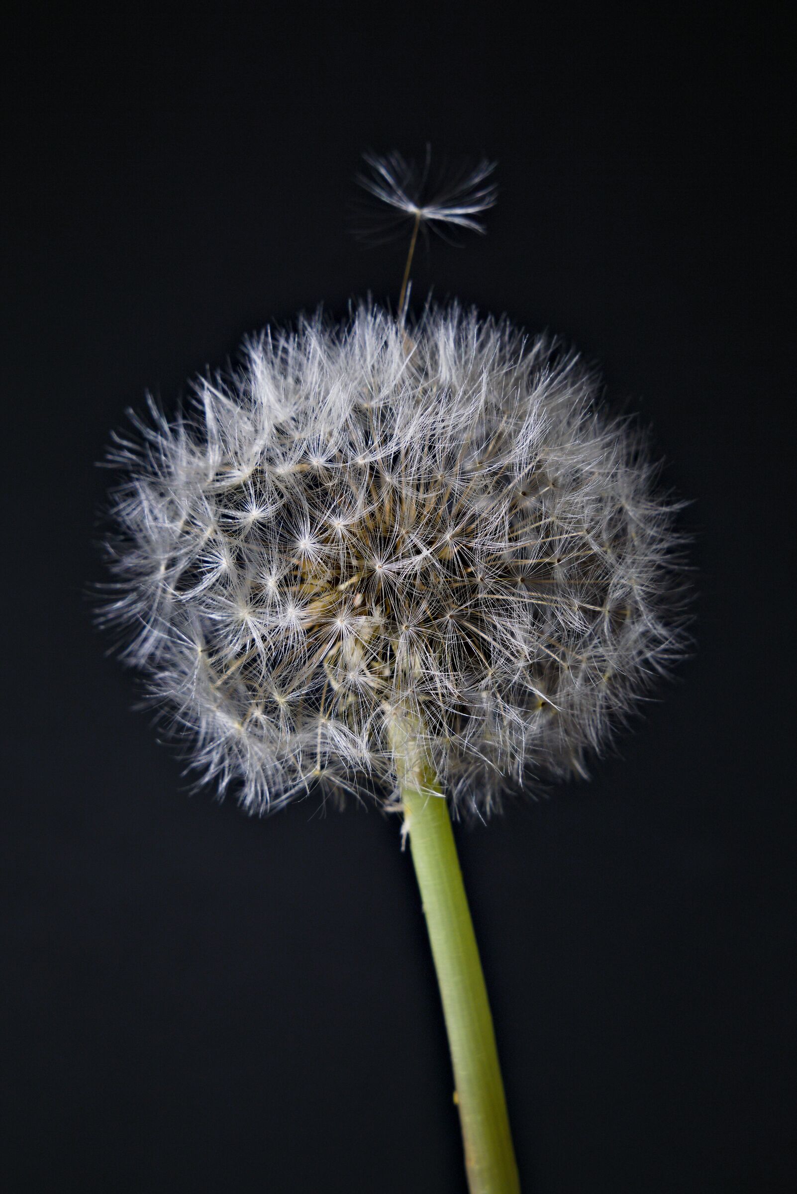 Dandelion