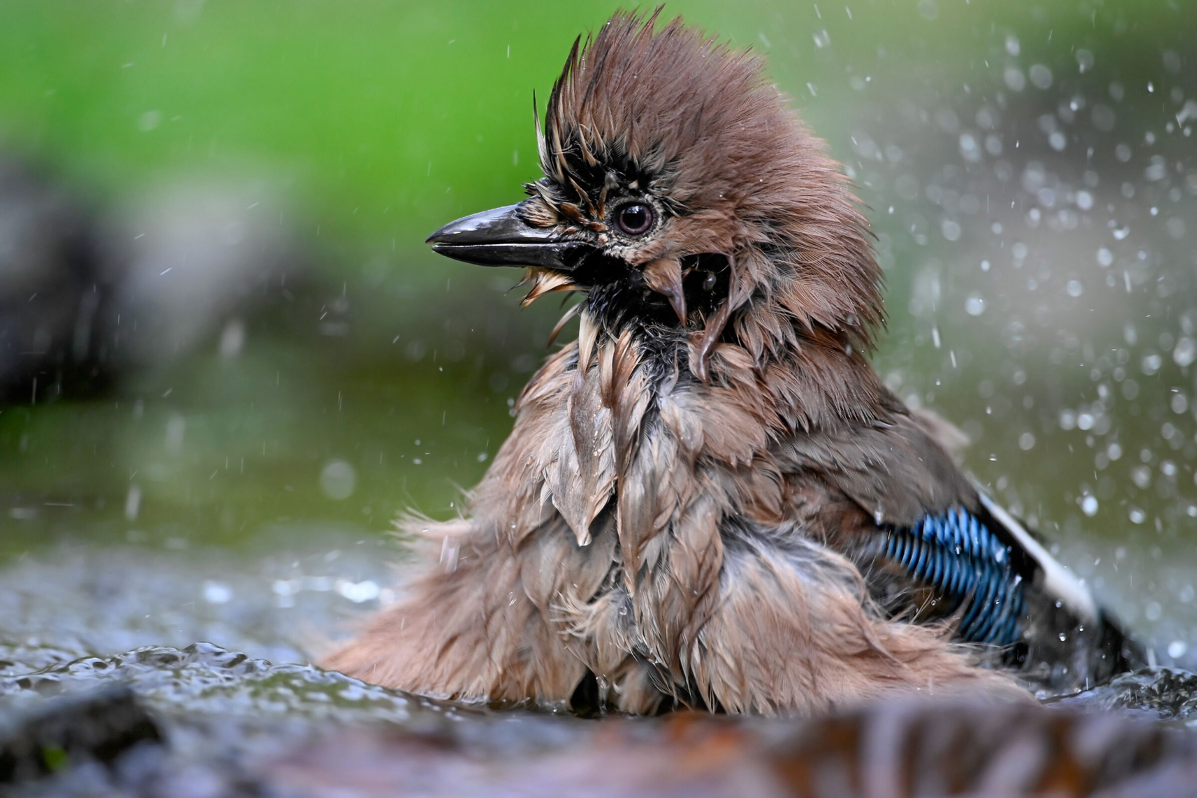 Bagnetto mattutino...