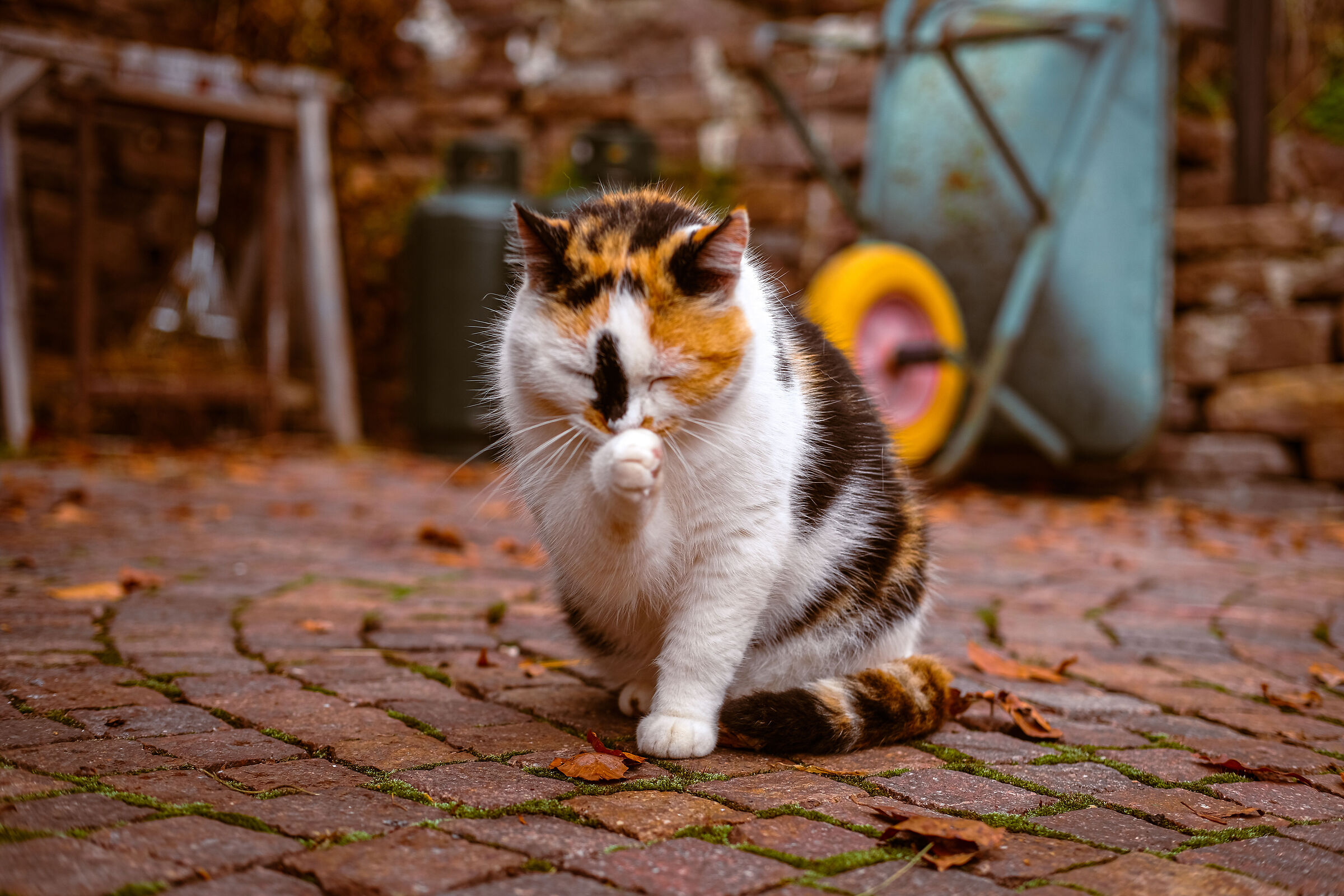 Gattone autunnale