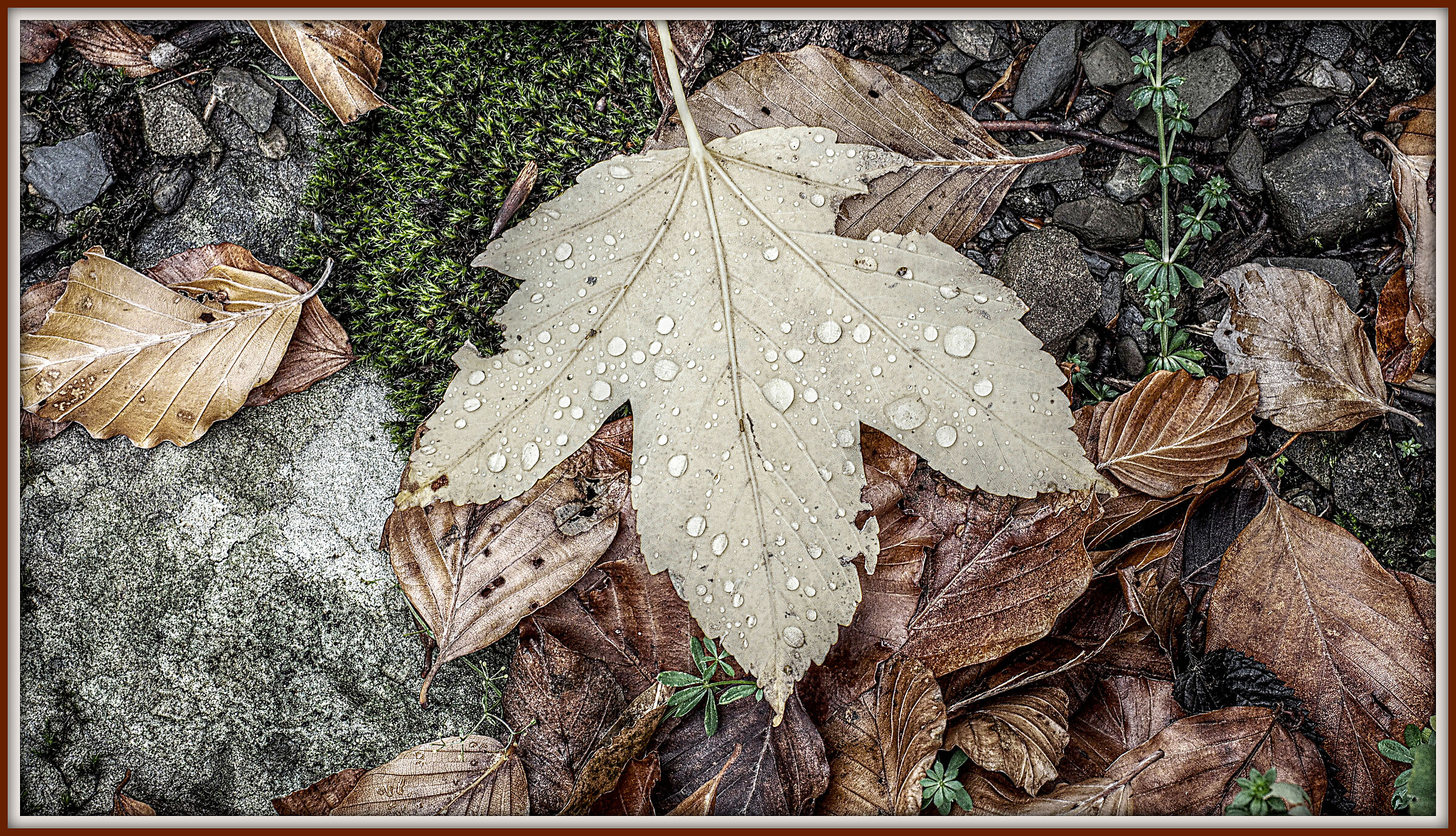 Autumn Fund - Detail