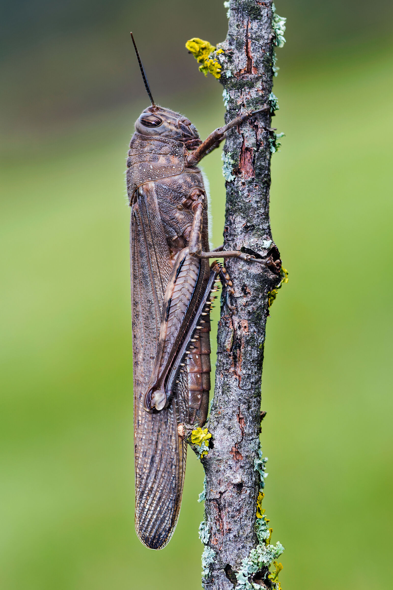 Locusta egiziana (Anacridium aegyptium)