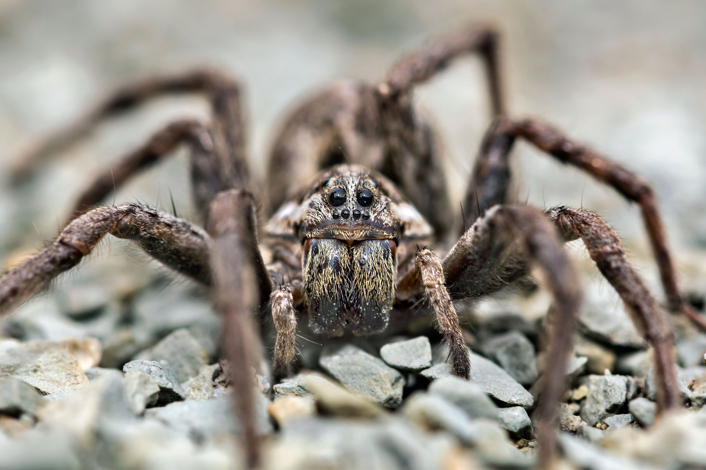 Falsa Tarantola (Hogna radiata)
