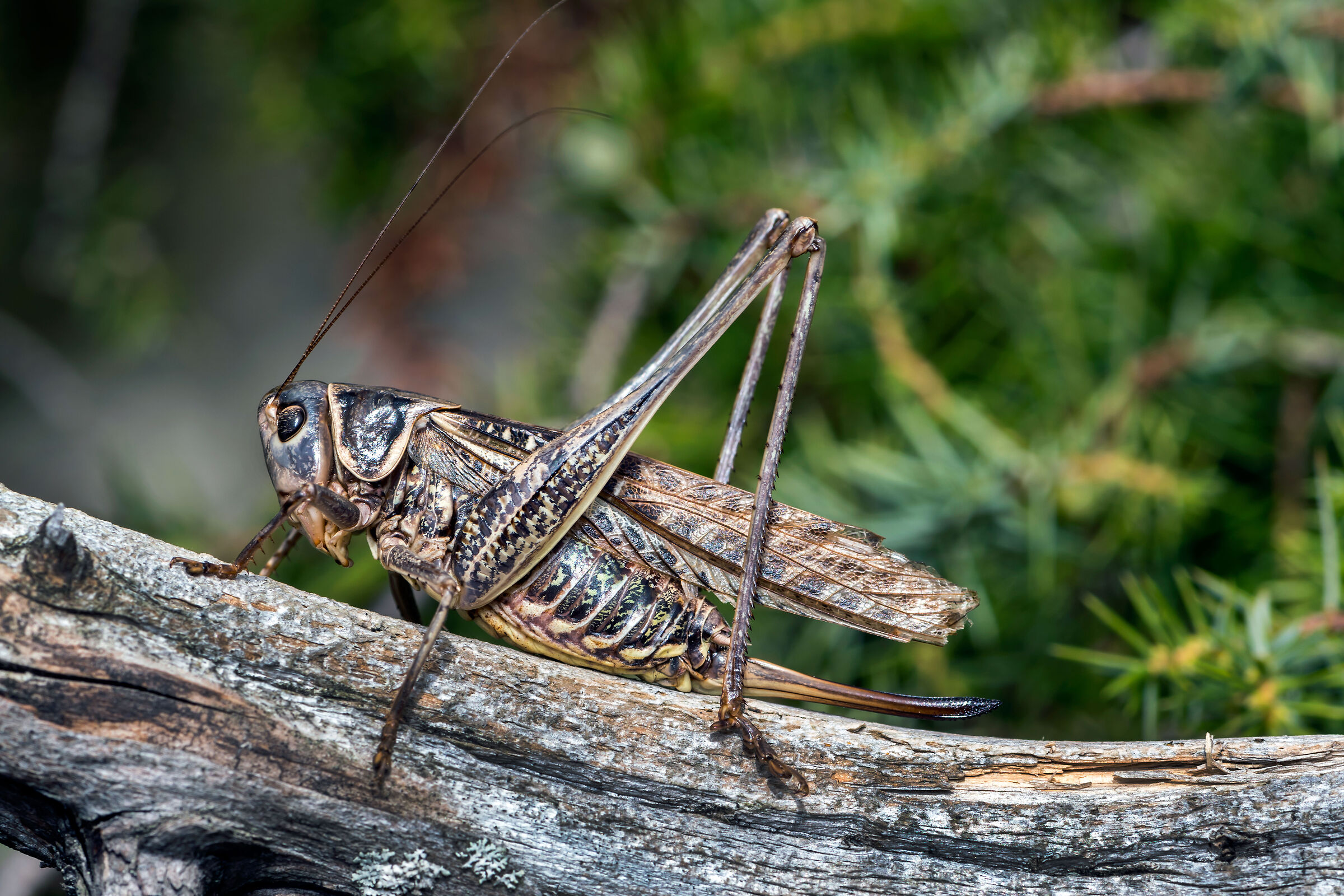 Cavalletta (Decticus albifrons)