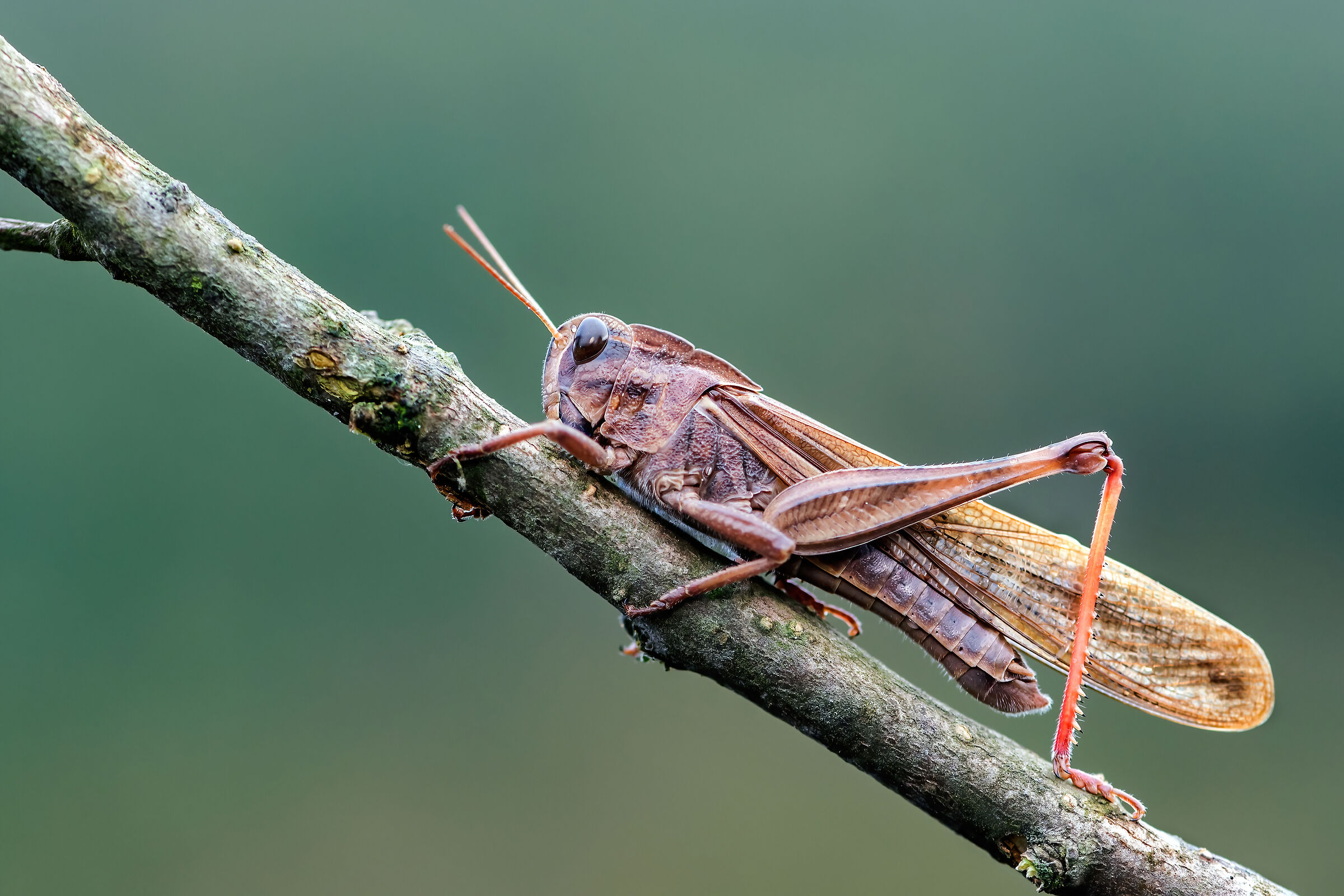 Cavalletta (Decticus albifrons)
