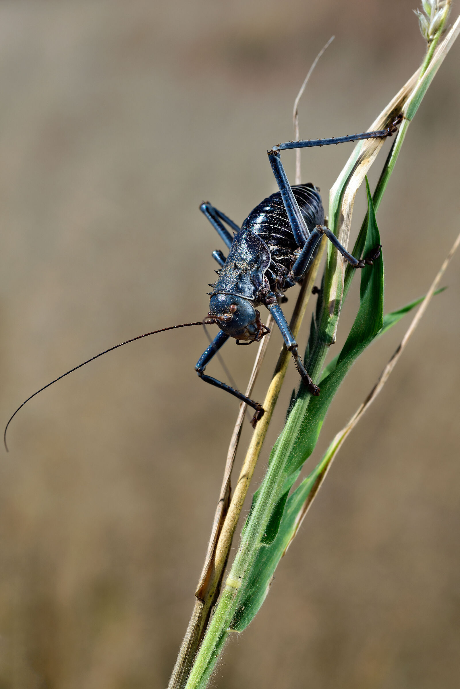 Acanthoplus discoidalis)