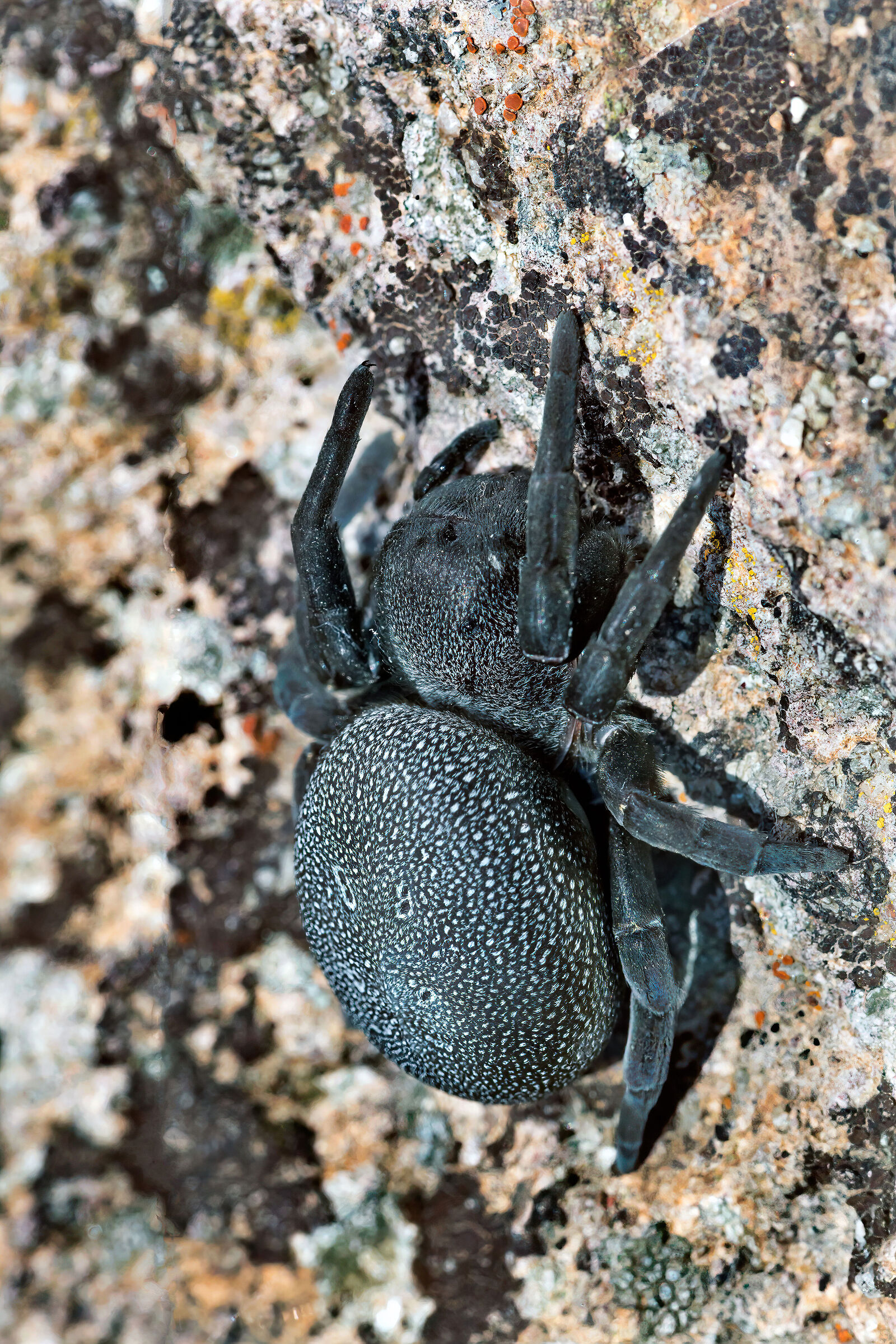 Eresus walckenaeri f.