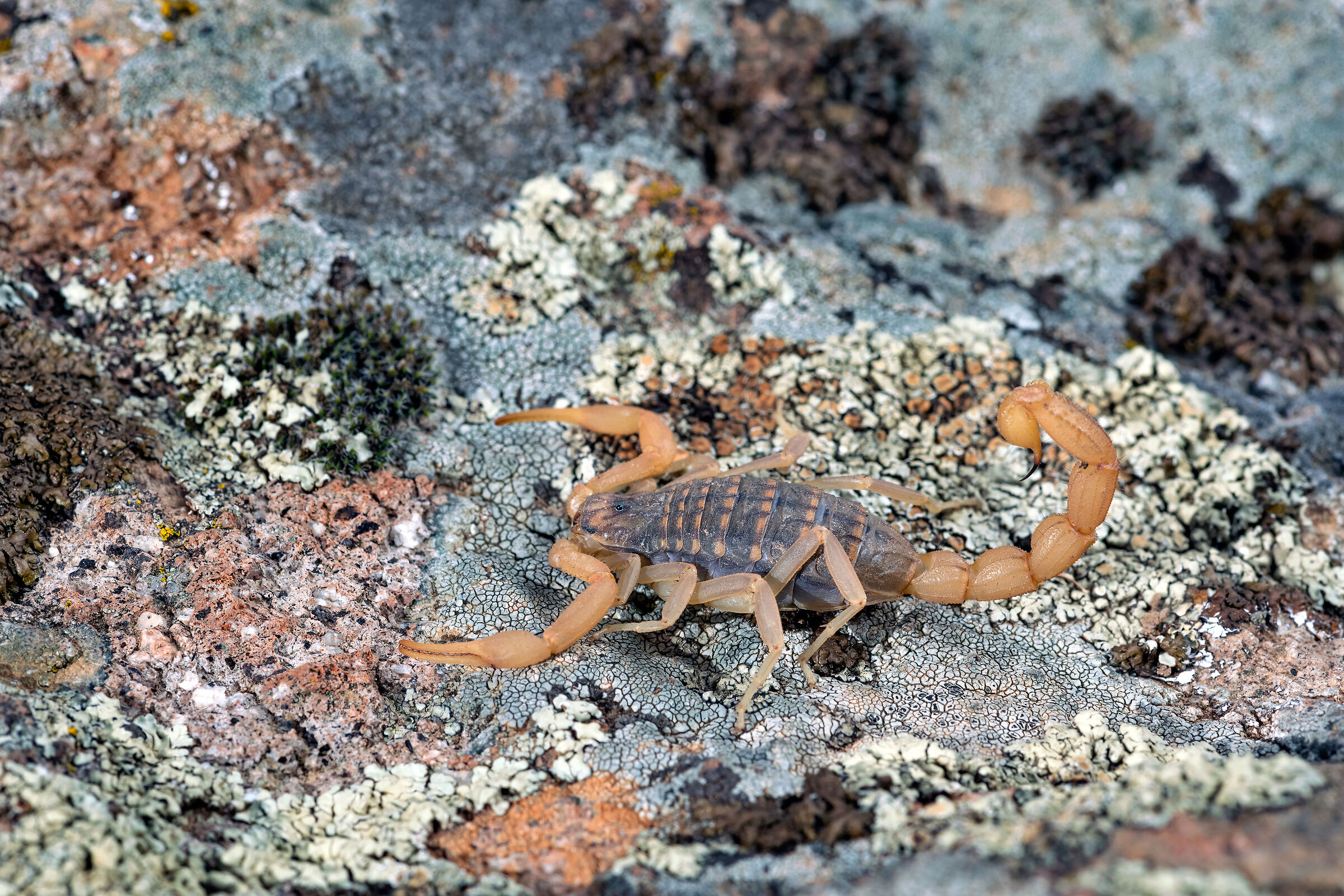 Scorpione (Aegeobuthus gibbosus)