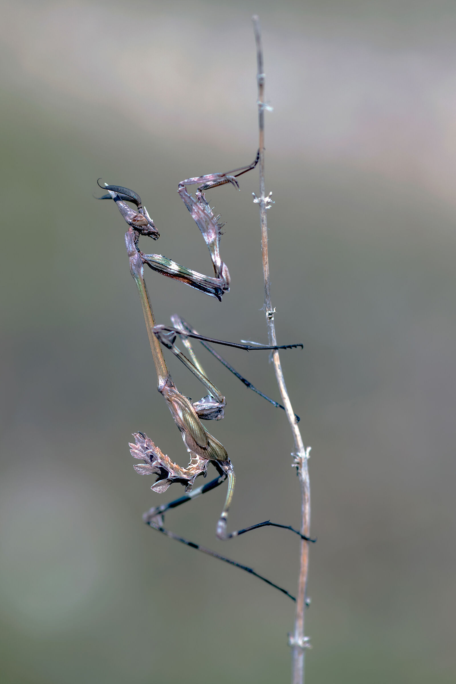 Mantide (Empusa fasciata)