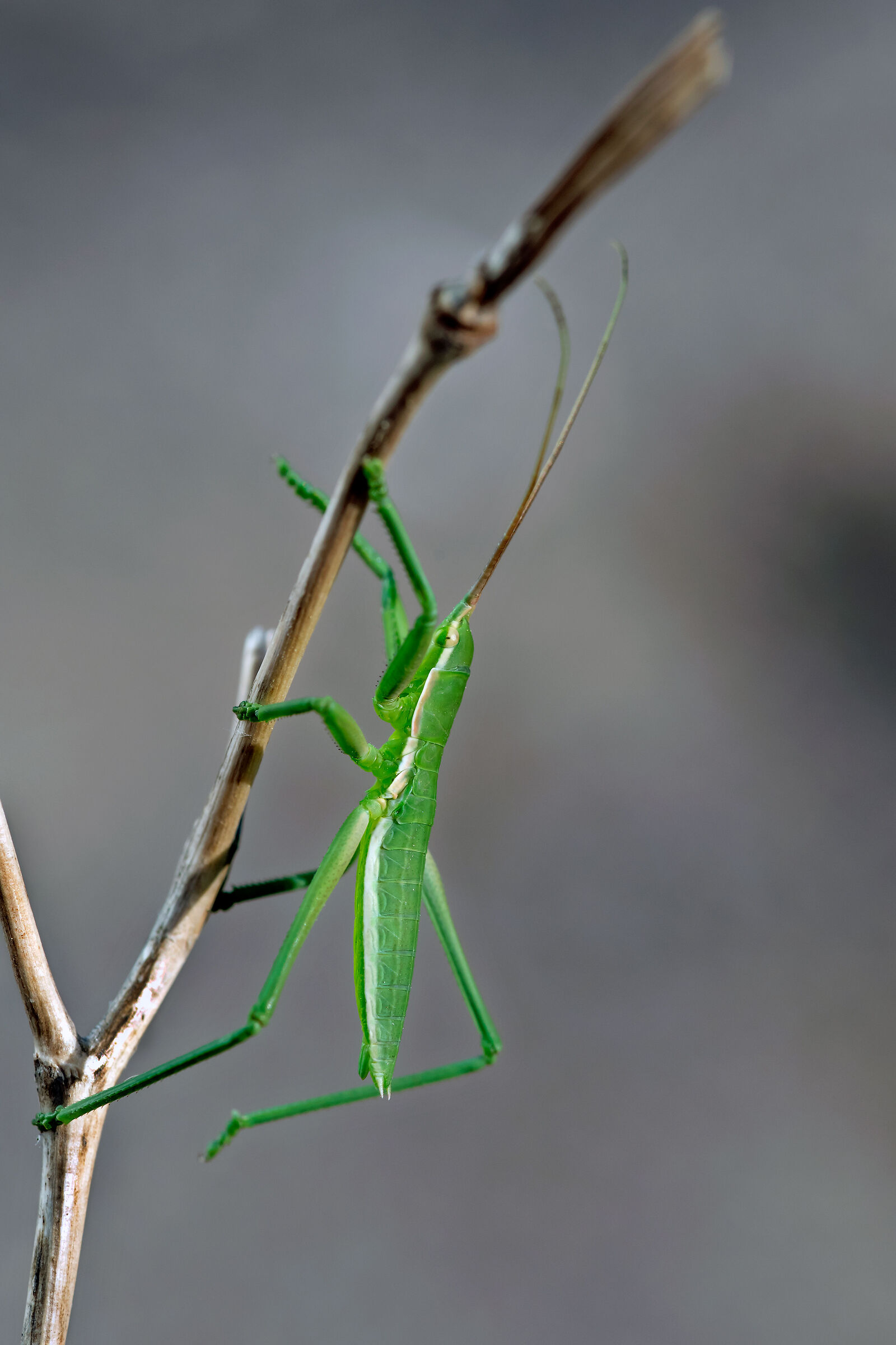 neanide di Cavalletta (Saga natoliae)