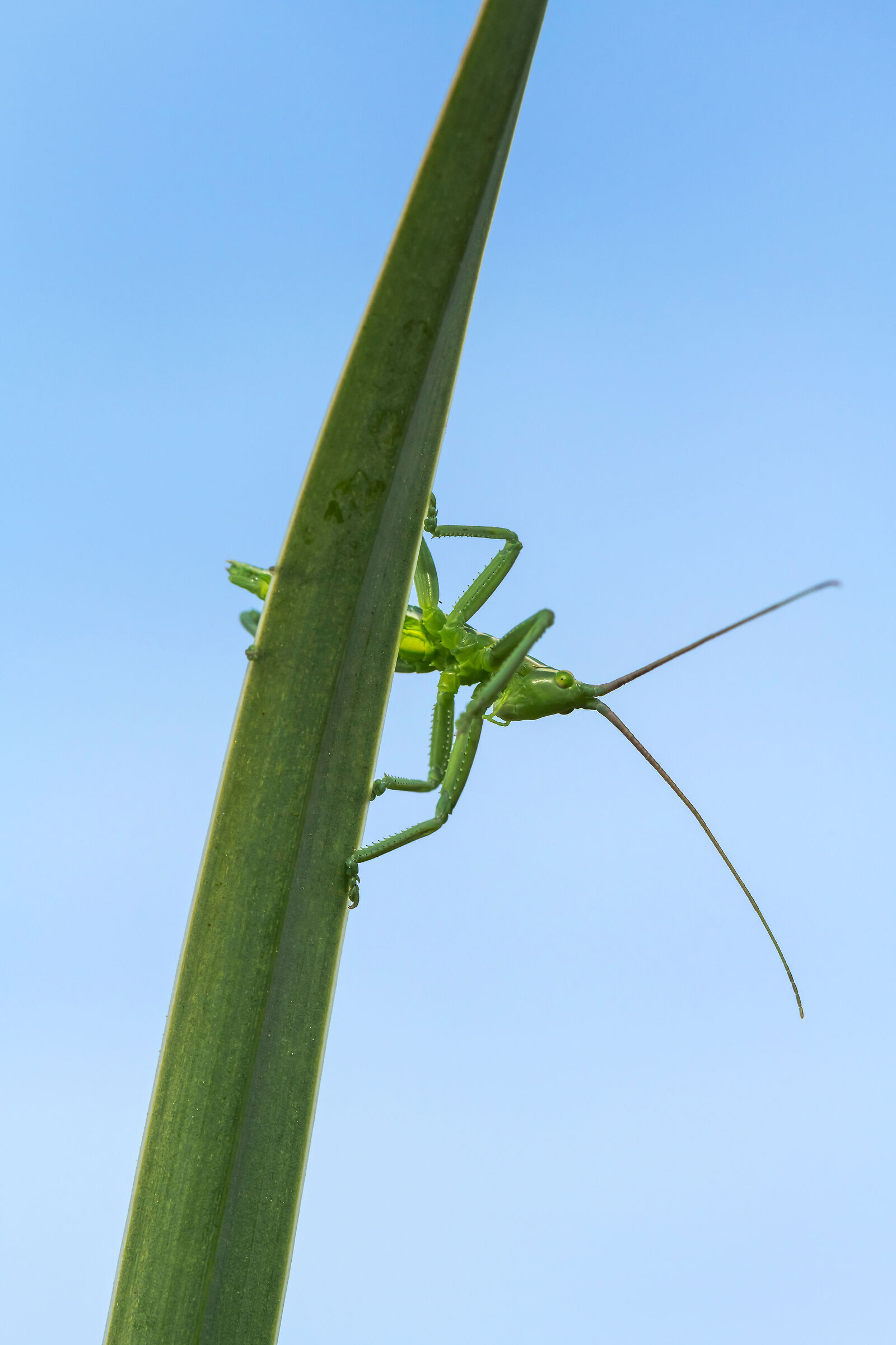 neanide di Cavalletta (Saga natoliae)
