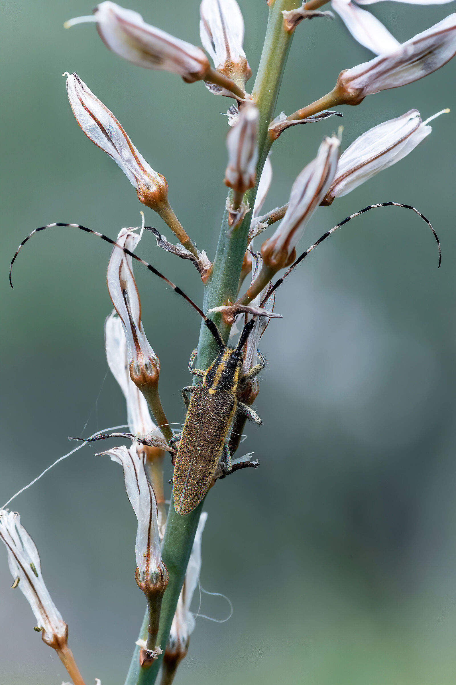 Cerambice (Agapanthia asphodeli)