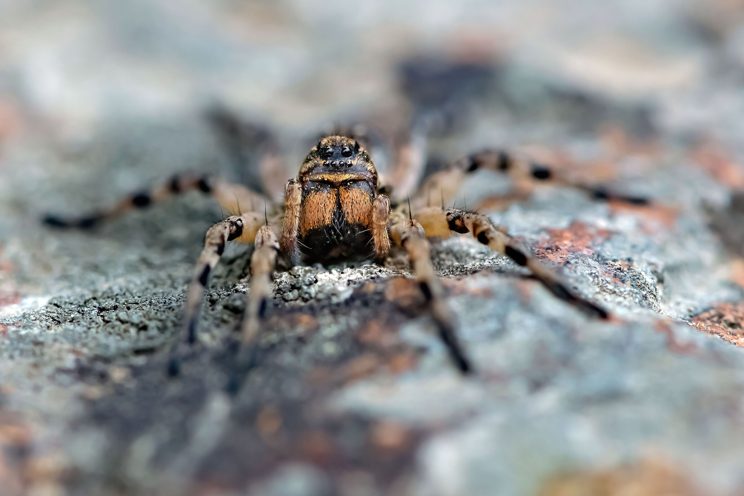 ragno Eusparassus walckenaeri