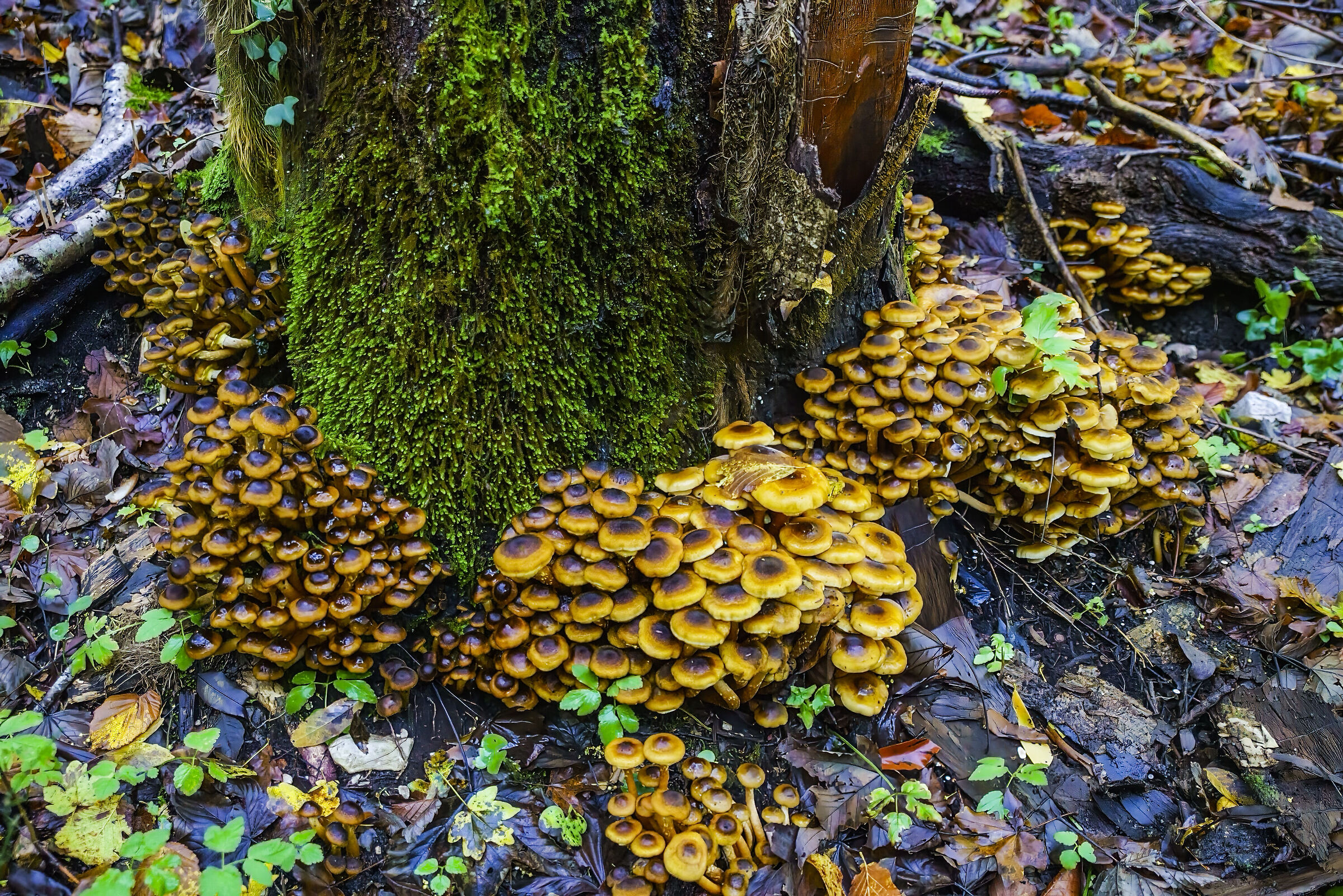 Autunno , tempo di chiodini