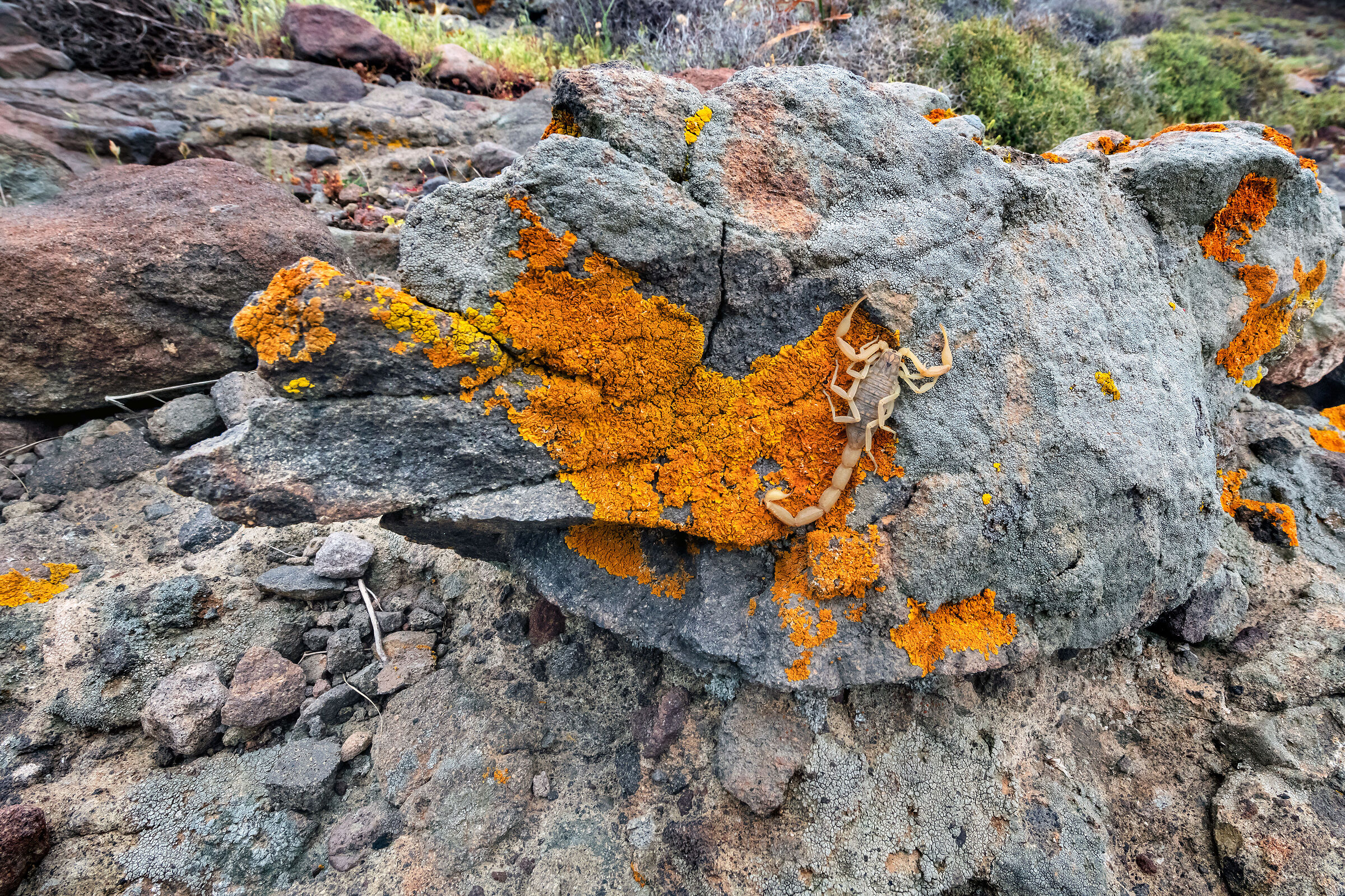 Scorpione Aegeobuthus gibbosus)