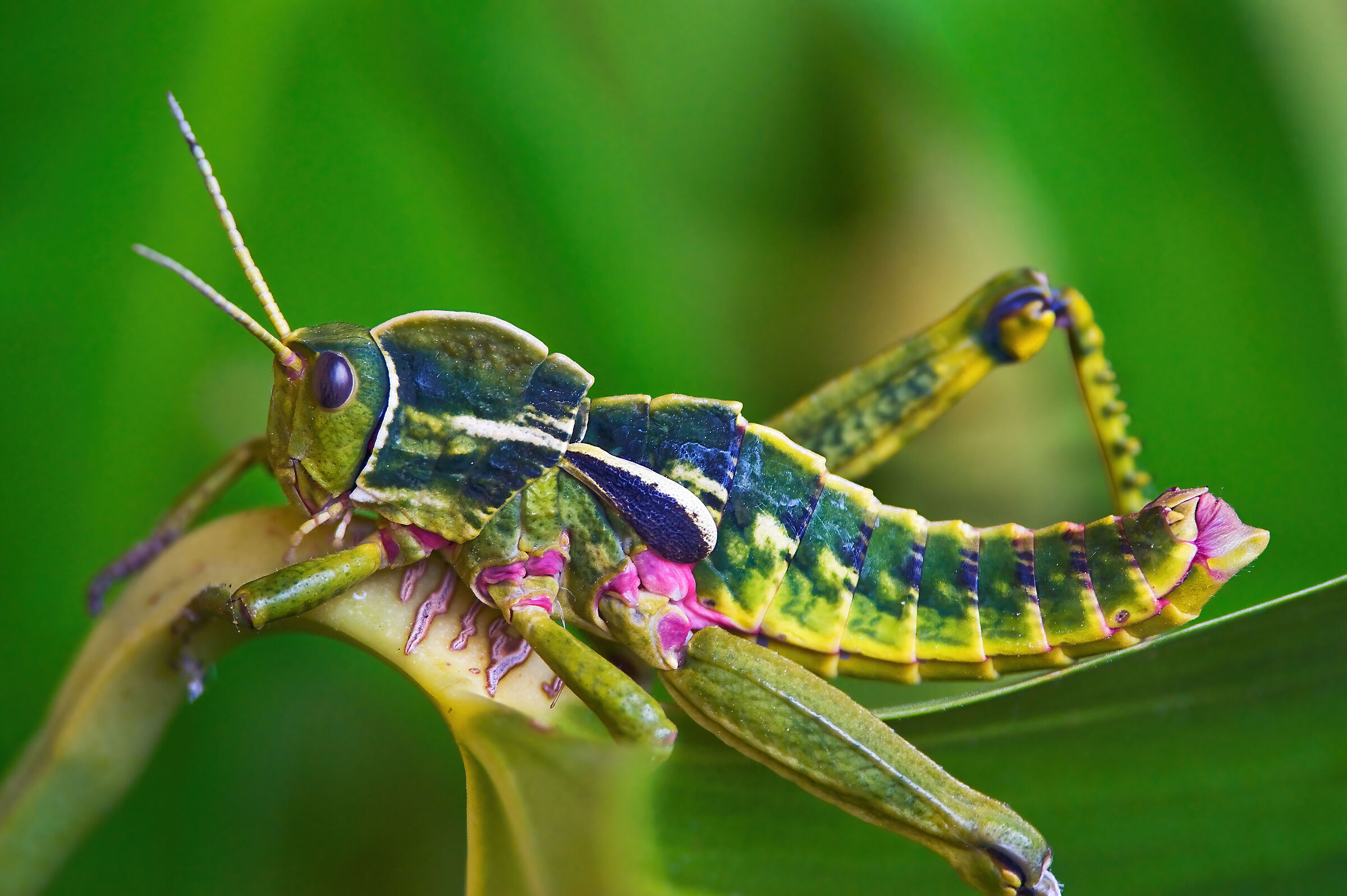 Ortottero (Pamphagus sardeus)