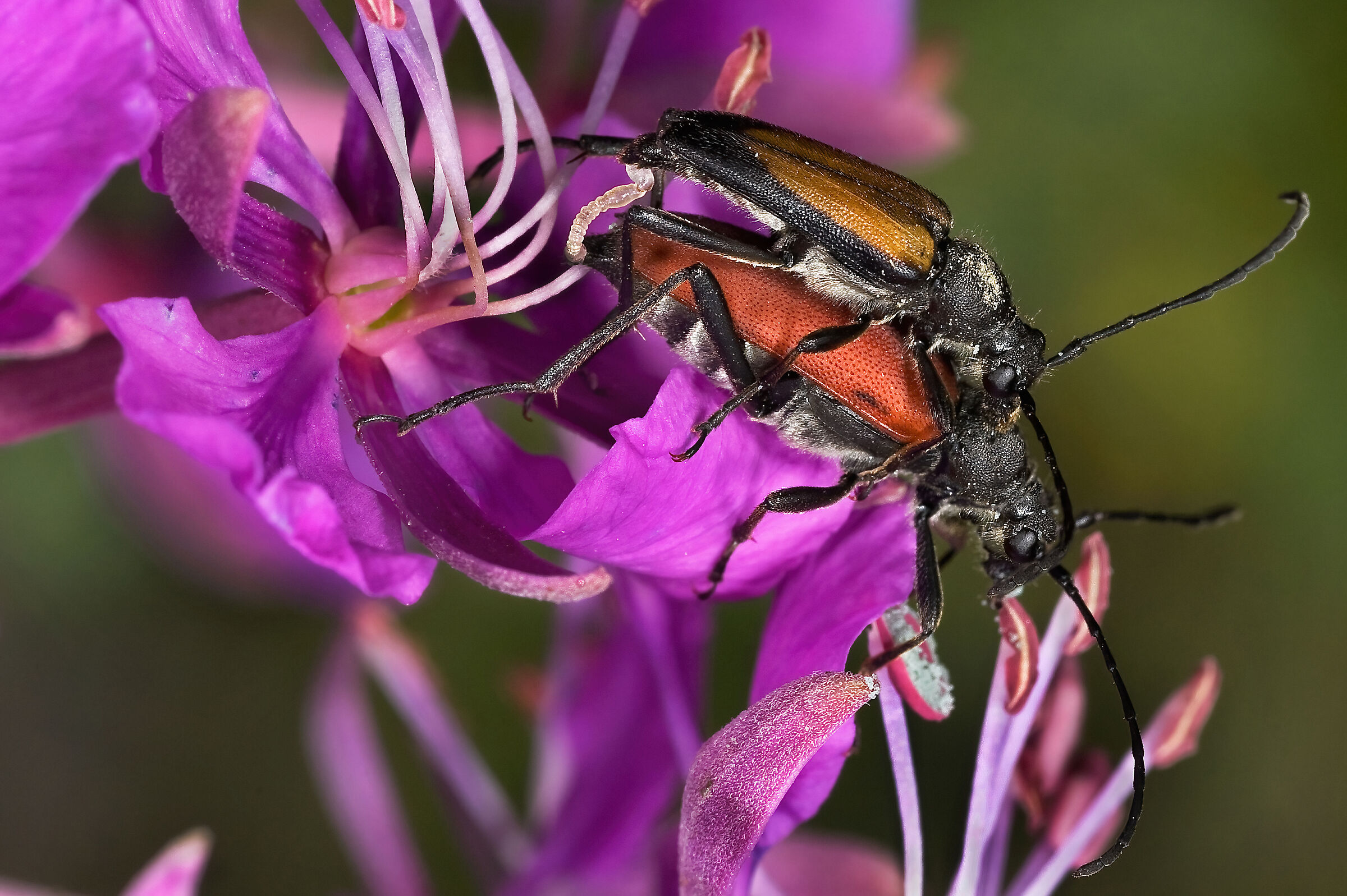 accoppiamento di Strangalia melanura