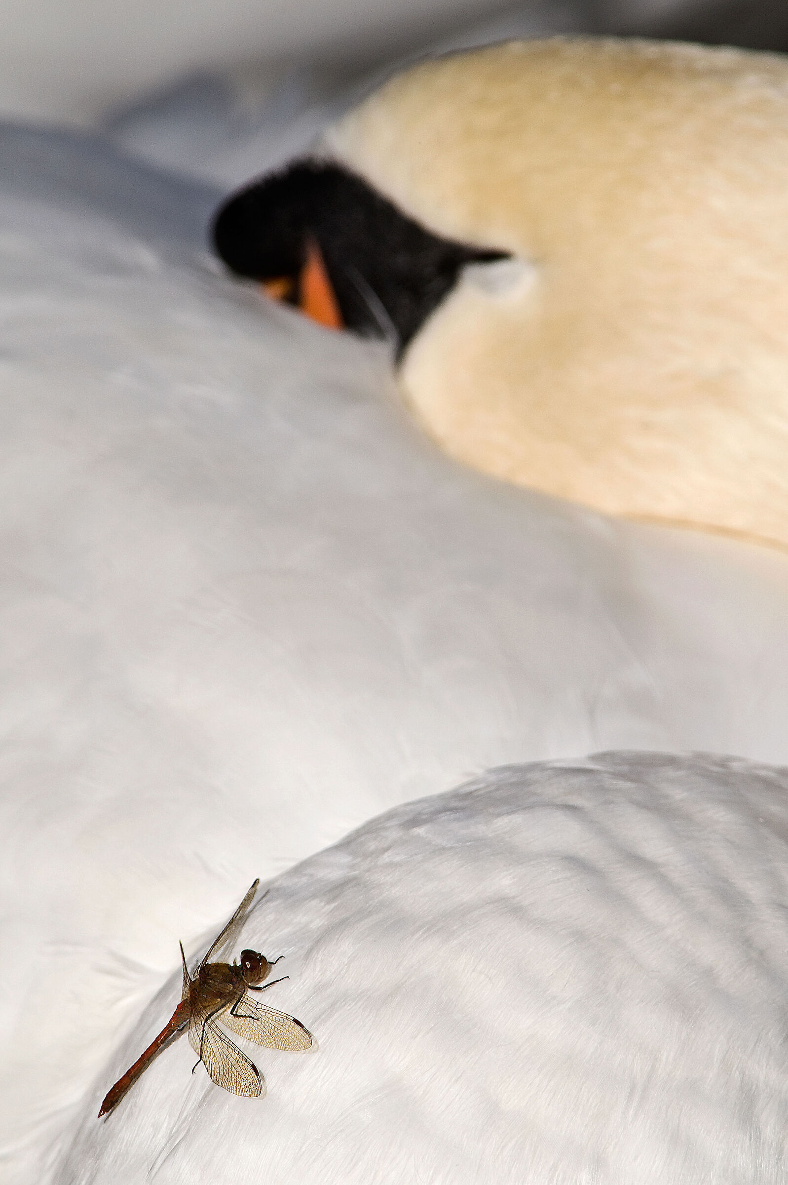 la Libellula e il Cigno