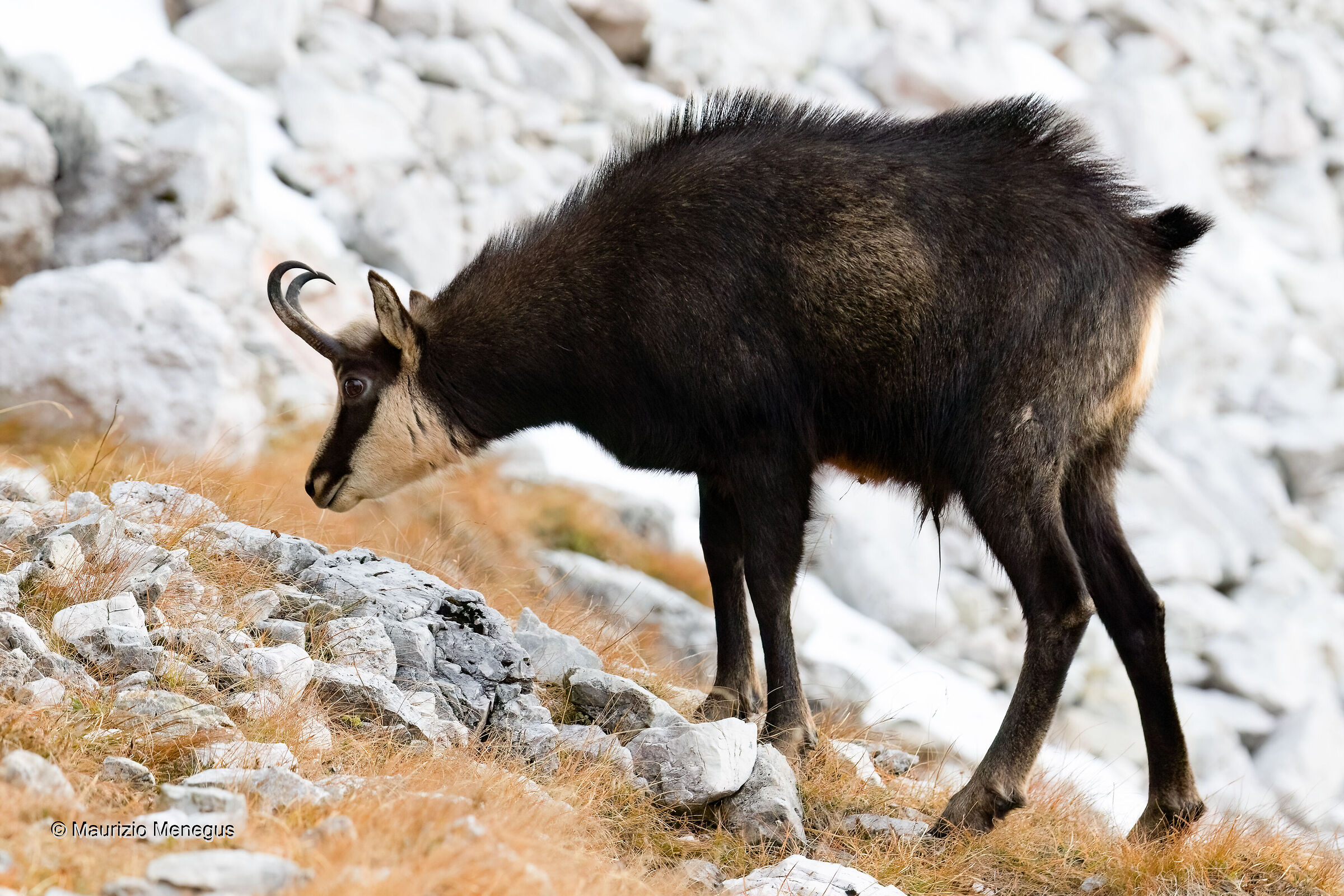 Camoscio maschio adulto, tra poco è il loro momento.....