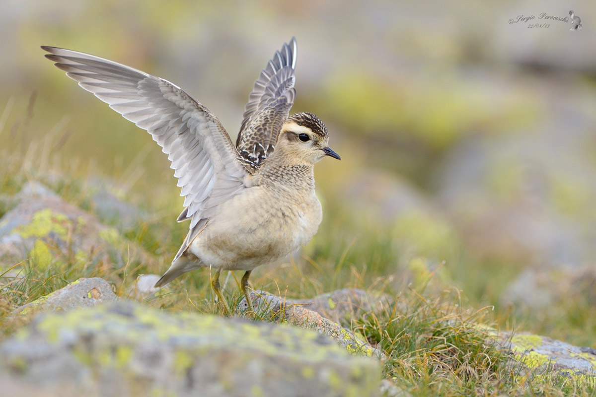 Plover tortolino