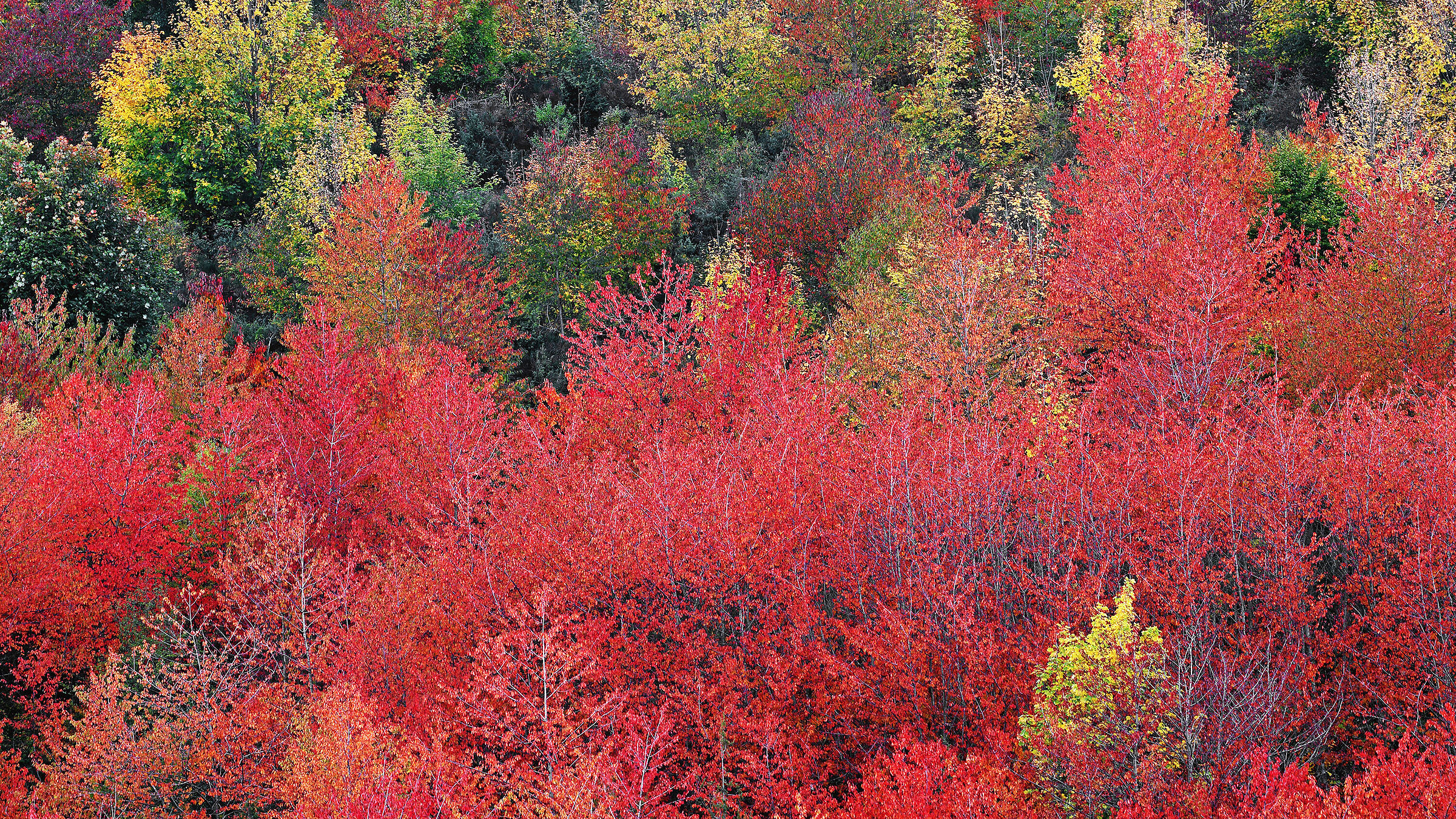 Foliage of Abruzzo