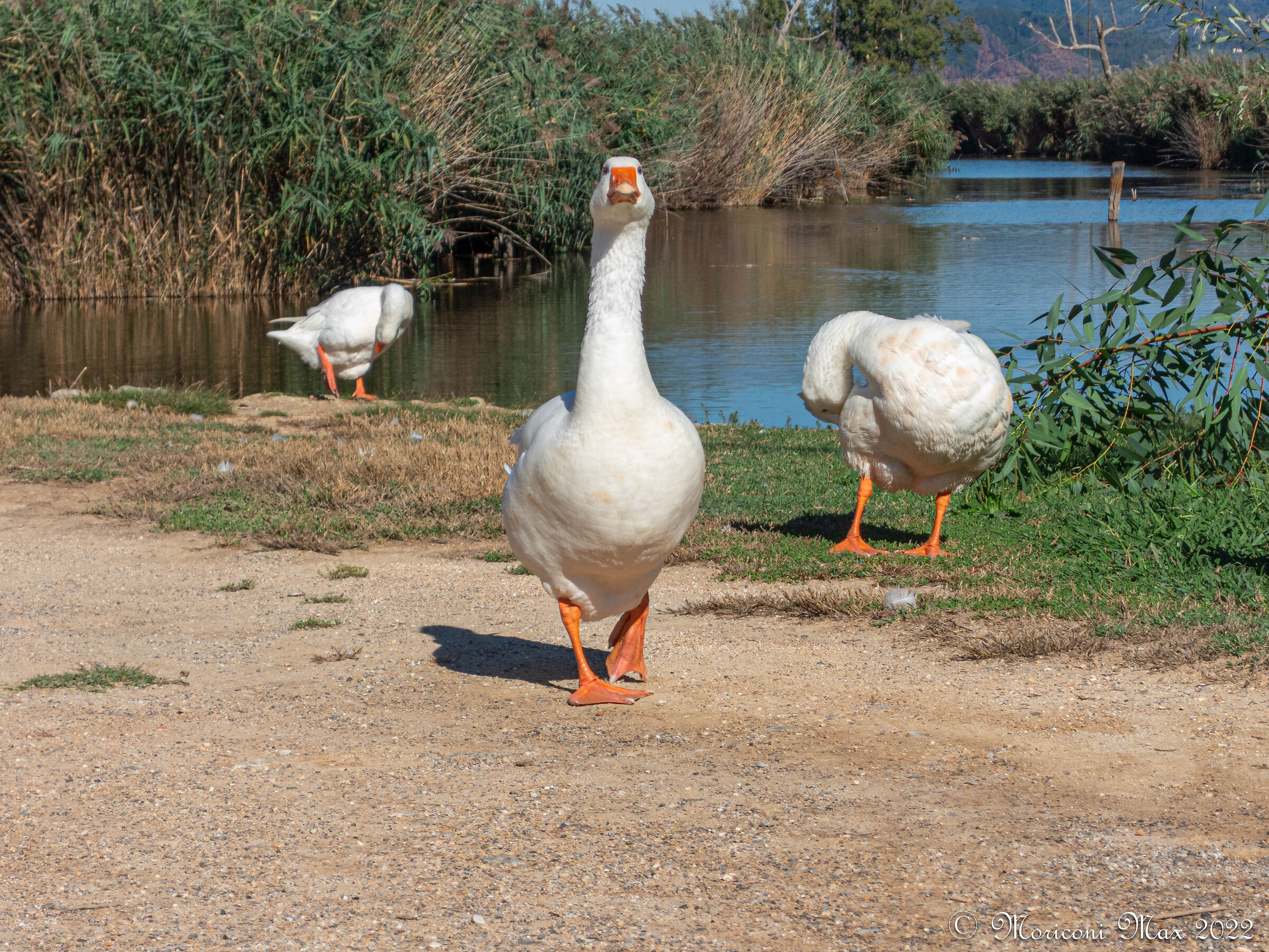 Papero alla riscossa