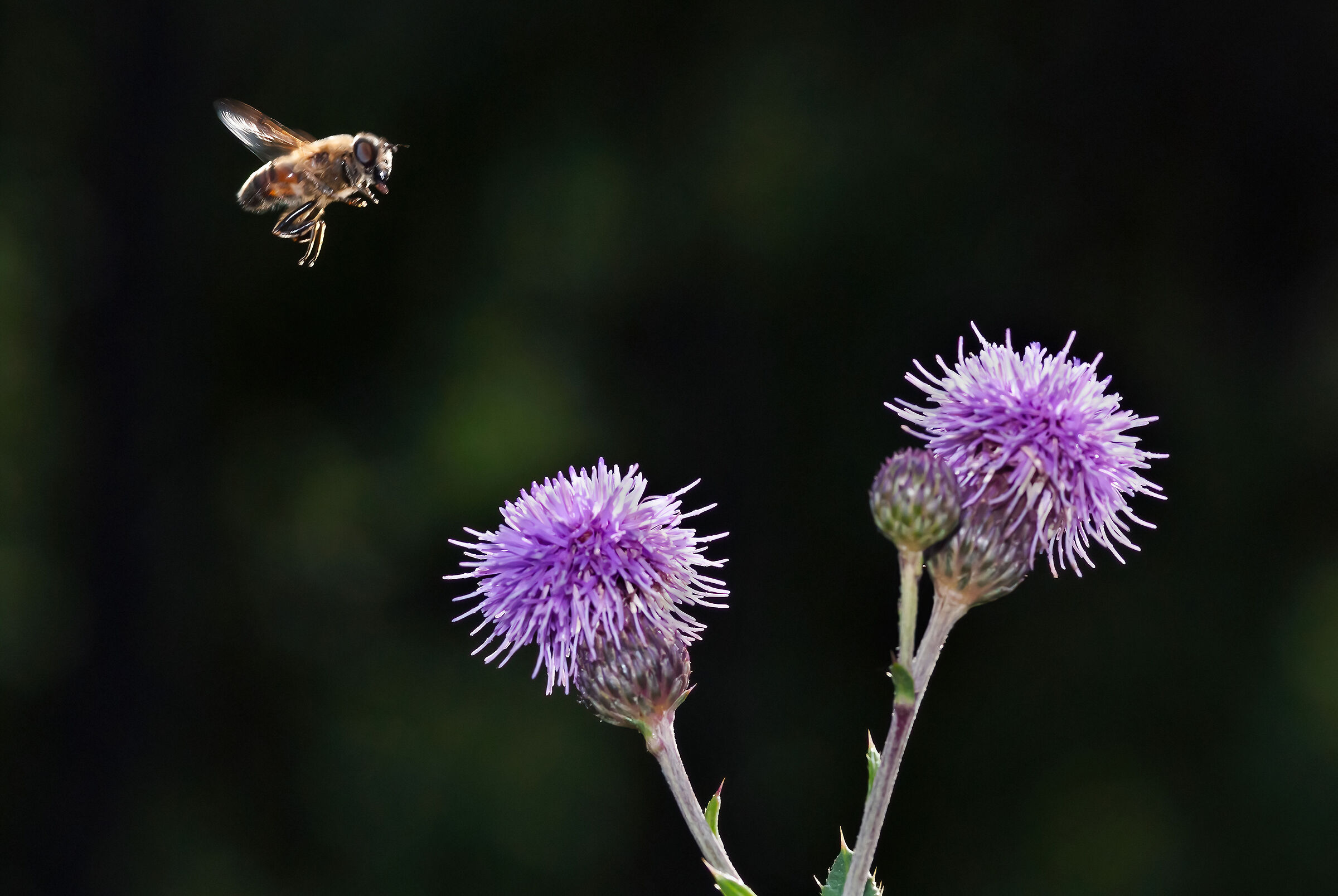 Dittero in volo verso fiori di Cirsium