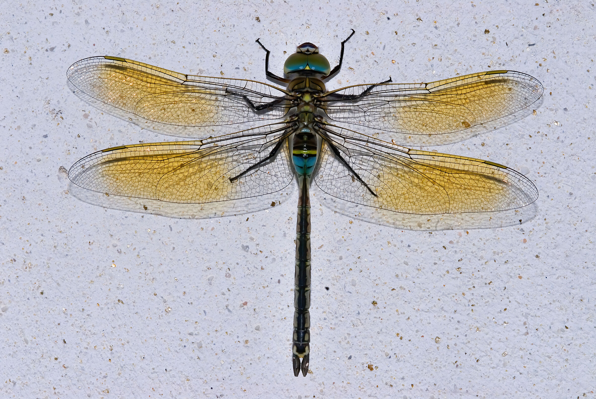 Anax sp.
